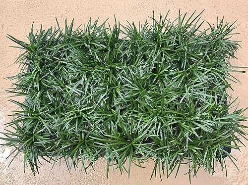 Miniatura 3 de Hierba Mondo enana - 40 plantas vivas - Sombra amante de la sombra cubierta de suelo de hoja perenne Ophiopogon Japonicus Nanus