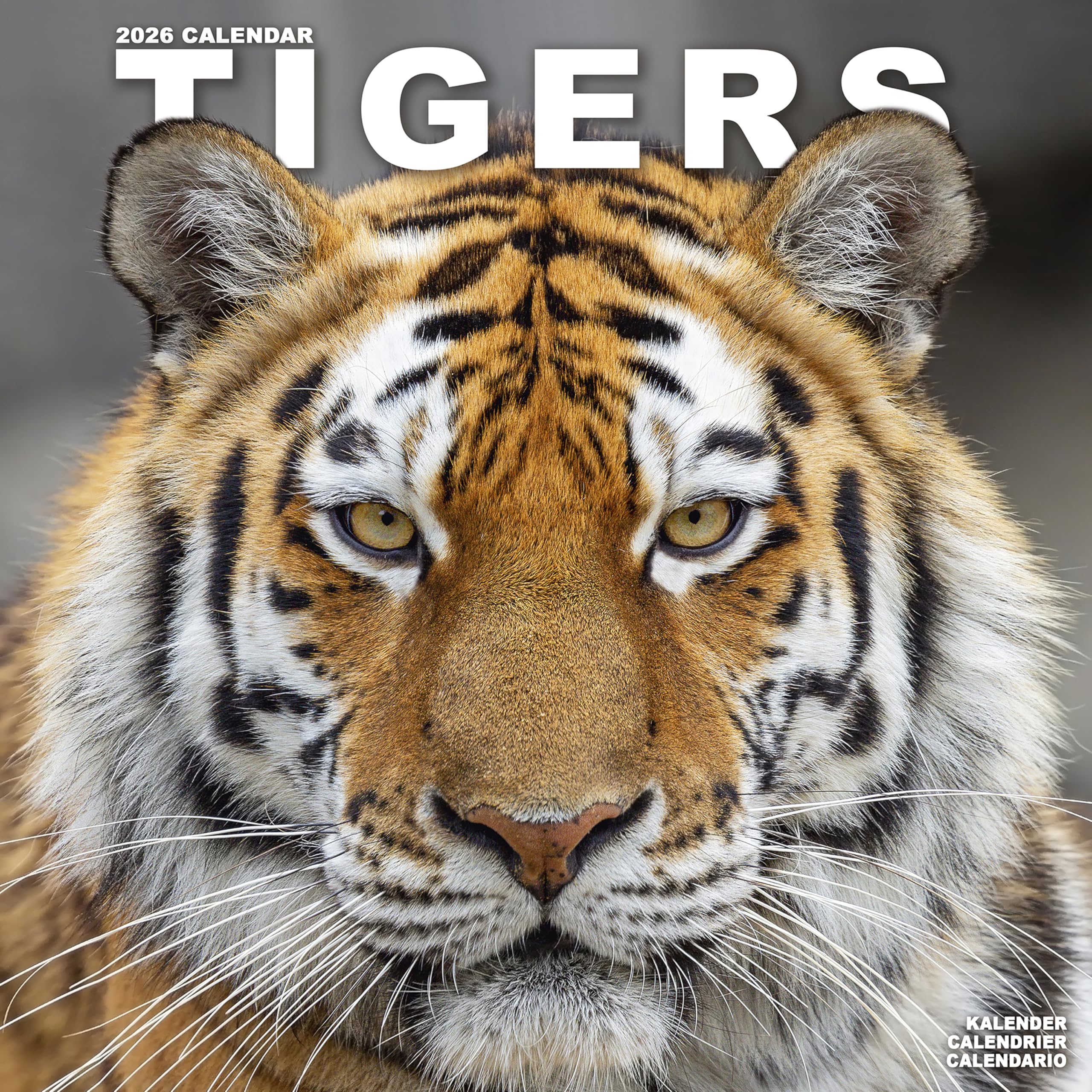 Tigers 2026 Calendar | Square Wall Calendar | Animal Gift | Plastic Free Packaging | by Avonside Publishing