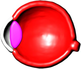 Eye Structure and Function