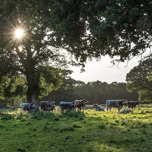 Miniatura 7 de EPIC - Barra de proteína de sal marina de res  pimienta apta para el consumidor barras de 12 quilates de 13 onzas