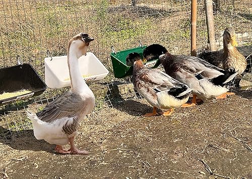 Miniatura 4 de Comedero para cabras, comedero colgante para pollo y pato, canal de alimentación para cerca, comedero de ganso con clips, suministros para cabra,