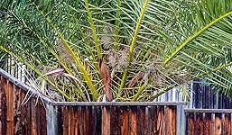 Review Image by Ron Ron