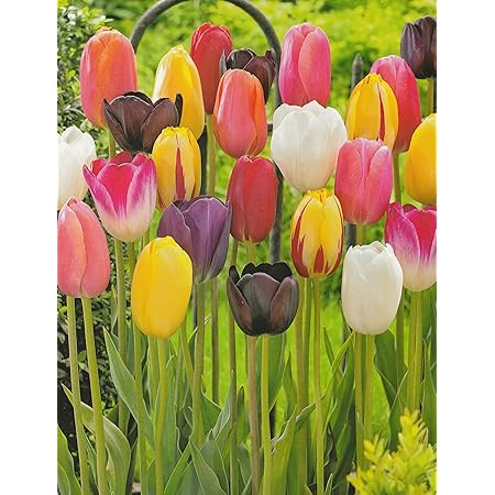 Plant & Bloom Tulpenzwiebeln aus Holland, 20 Zwiebeln Tulpe 'Triumph