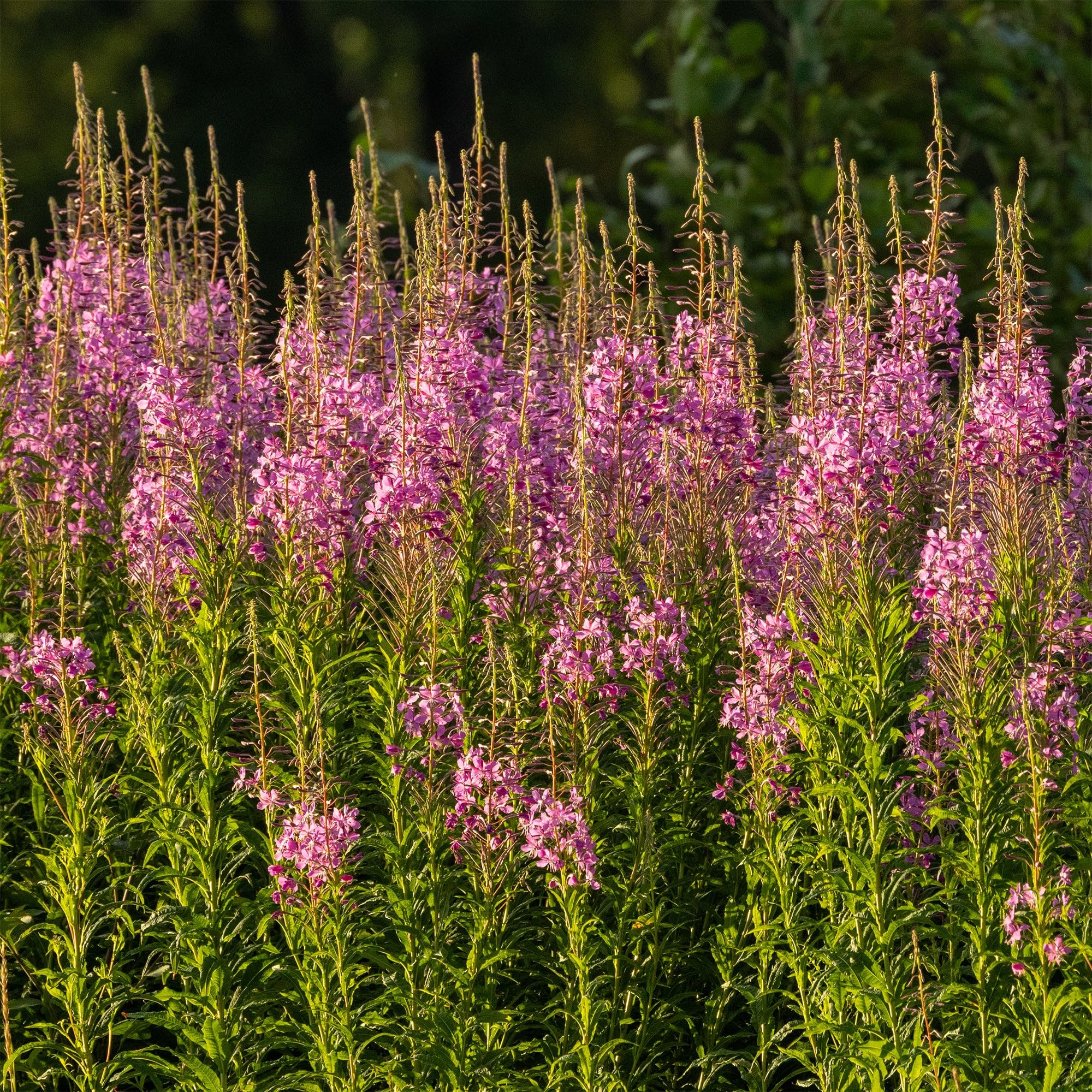 Epilobium Angustifolium 100 Seeds (Fireweed/Willowherb) | Heirloom Wildflower Seeds for Planting | Pollinator-Friendly Perennial Garden Flower | Non-GMO Seeds