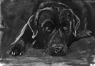 Labrador Gift, Labrador Art, Expressive Black Labrador Retriever Charcoal Drawing, Labrador Owner, Lazy Lab, A4 In size signed by Oscar Jetson (A4)