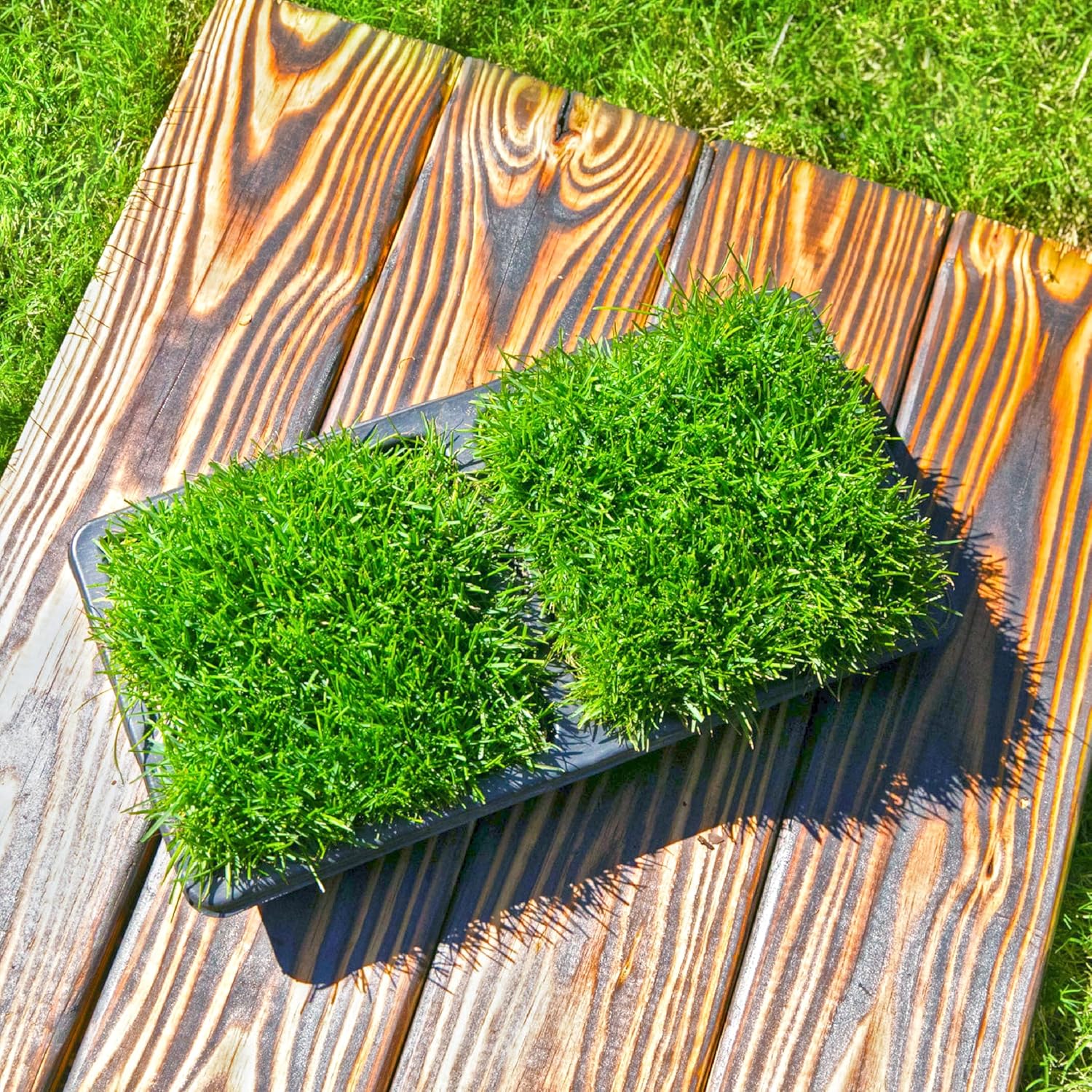 SodPods® Bluegrass Grass Plugs for Lawn Repair, 6" x 6" Each (8-Count) – Cannot Ship to California/Arizona