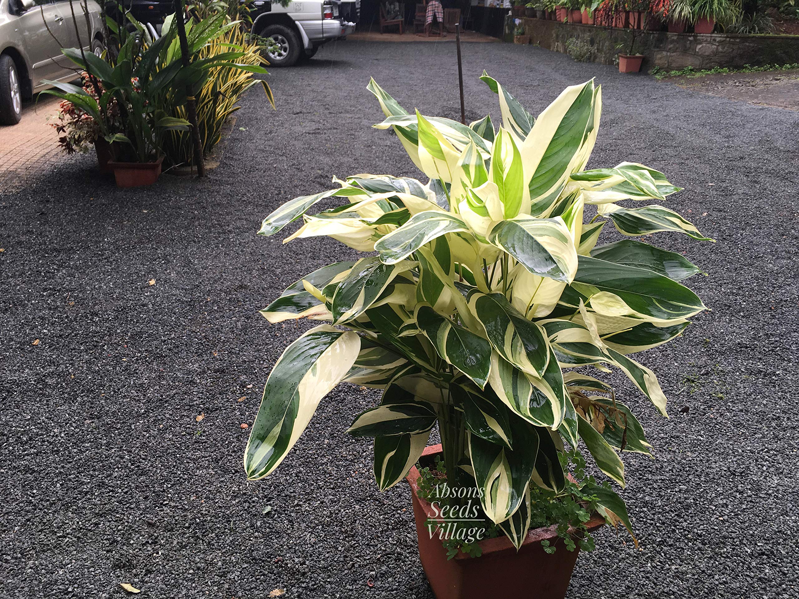 Maranta arundinacea with mesmerising Varigated Foliage,Arrowroot 2 Fresh Seed Bulbs for Growing. (B0833DRG1D) Amazon Price History, Amazon Price Tracker
