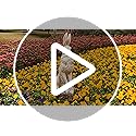 Large Size Noble Sitting Rabbit Bunny Realistic Rabbit Happy Easter Bunny Magnesium Oxide Stone Sculpture Decorations for Indoor Outdoor Garden Statue 30'' High