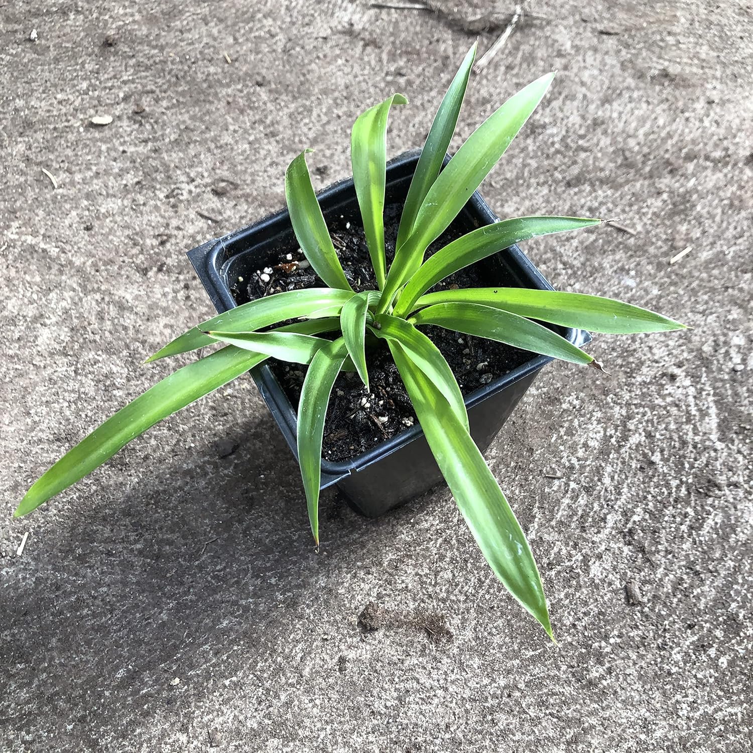 Shamrock Spider Plant (Chlorophytum comosum) 2.5 inch Pot - Non-Variegated, Solid Green Spider Plant - Air Purifying