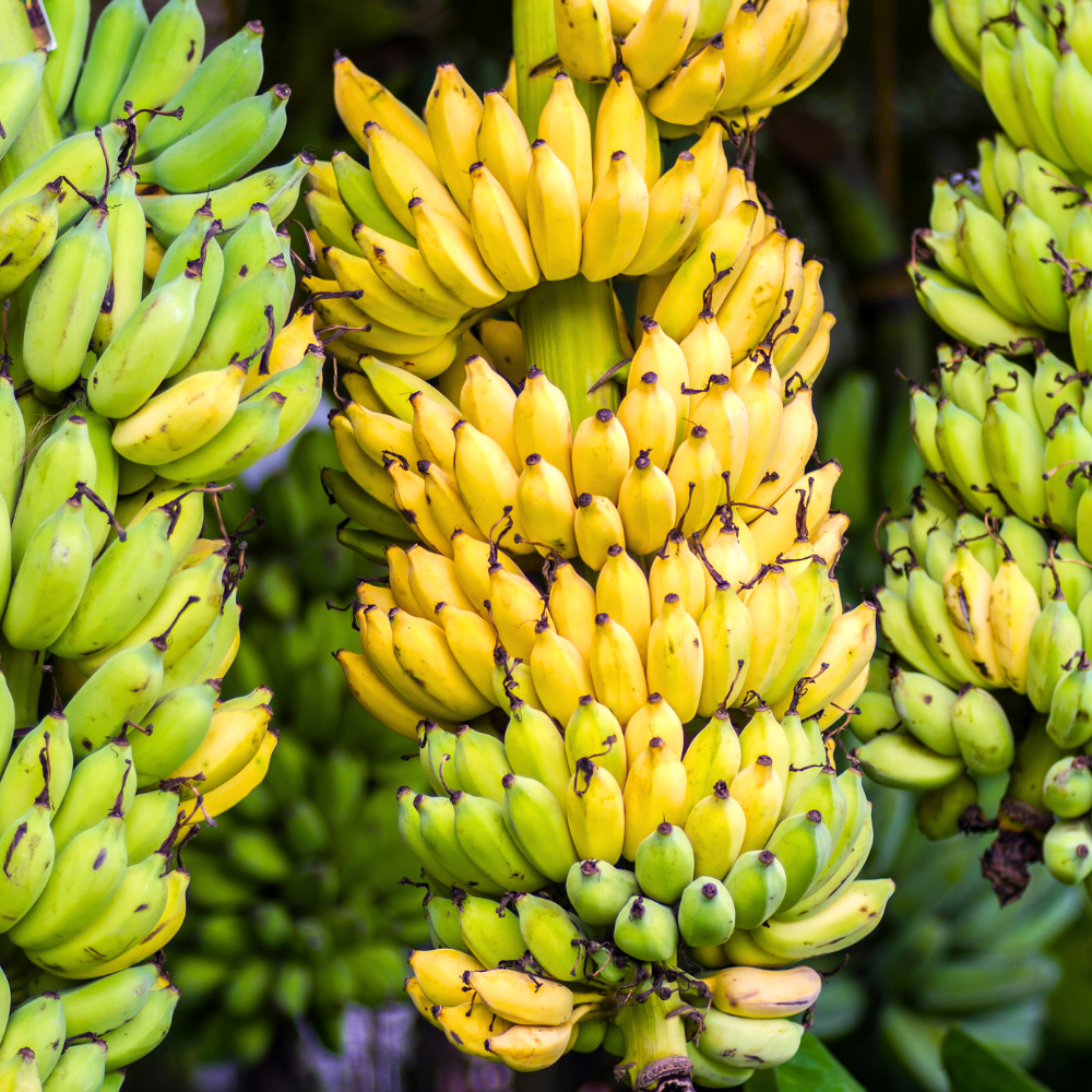 Amazon.com : 2 Basjoo Banana Plants Live, Cold Hardy Banana Tree