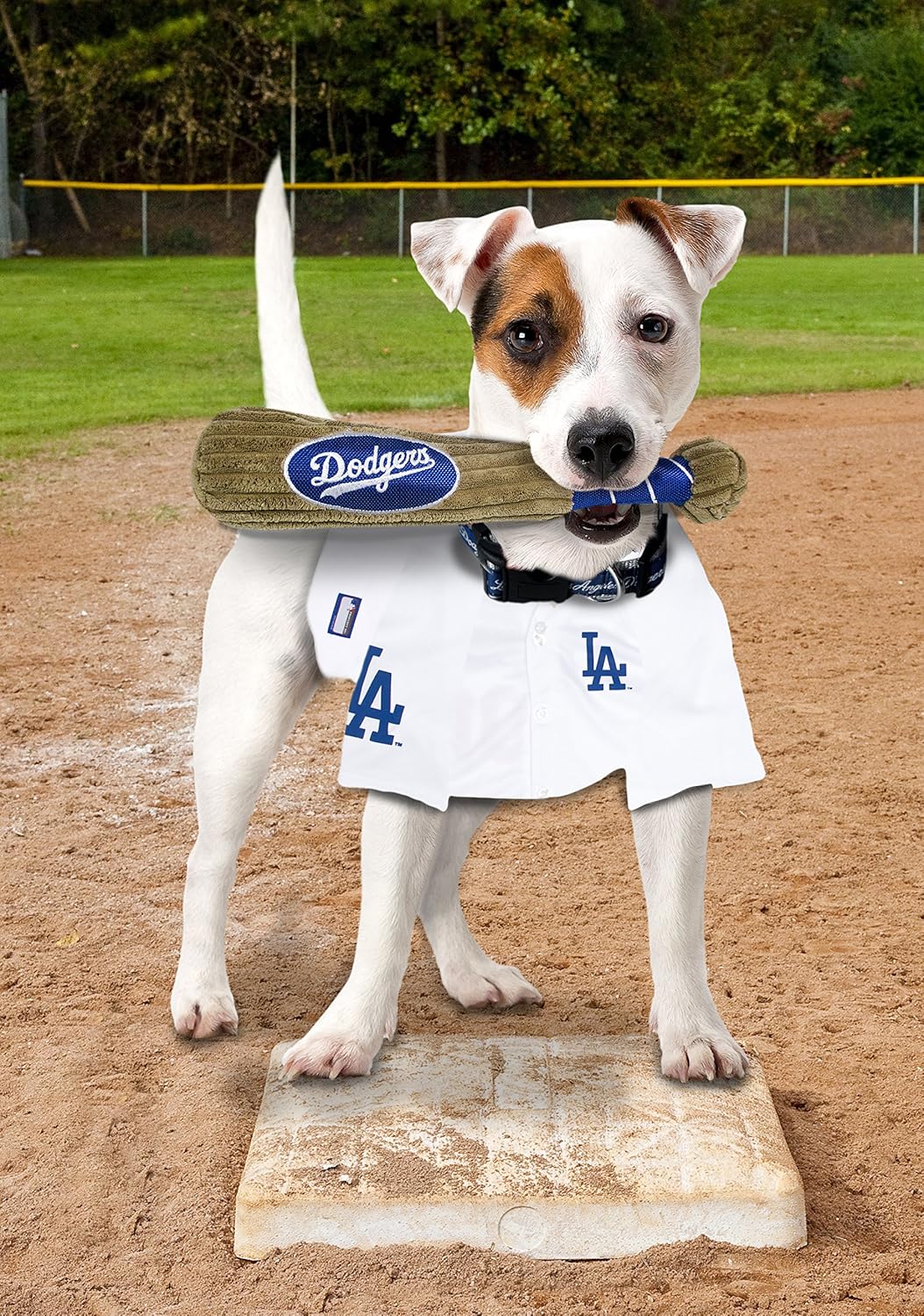 dog dodger gear