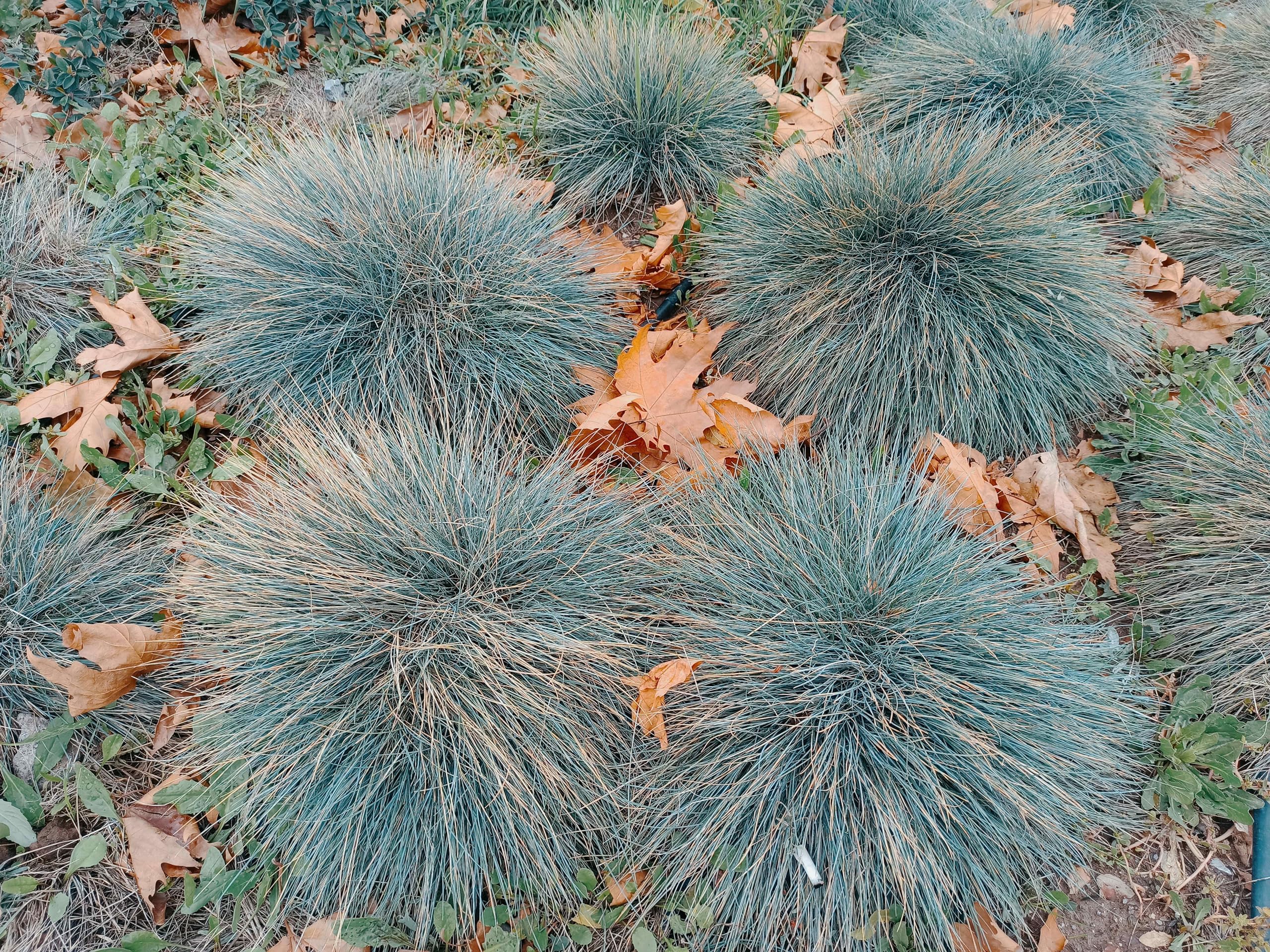 Stauden Gänge 10 x Festuca glauca 'Elijah Blue' Blauschwingel winterhart