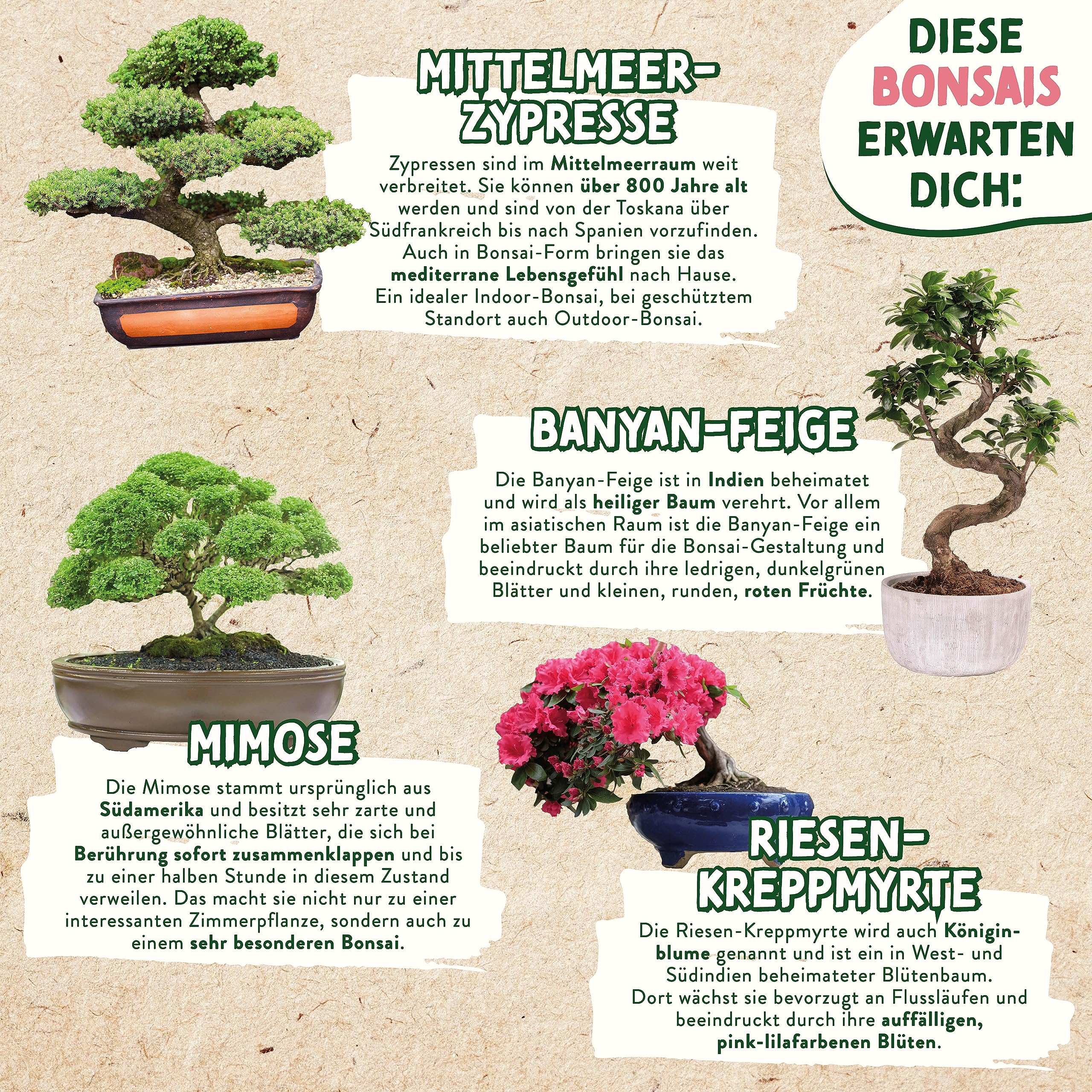 mandelbäumchen bonsai Phyllanthus emblica main image 1