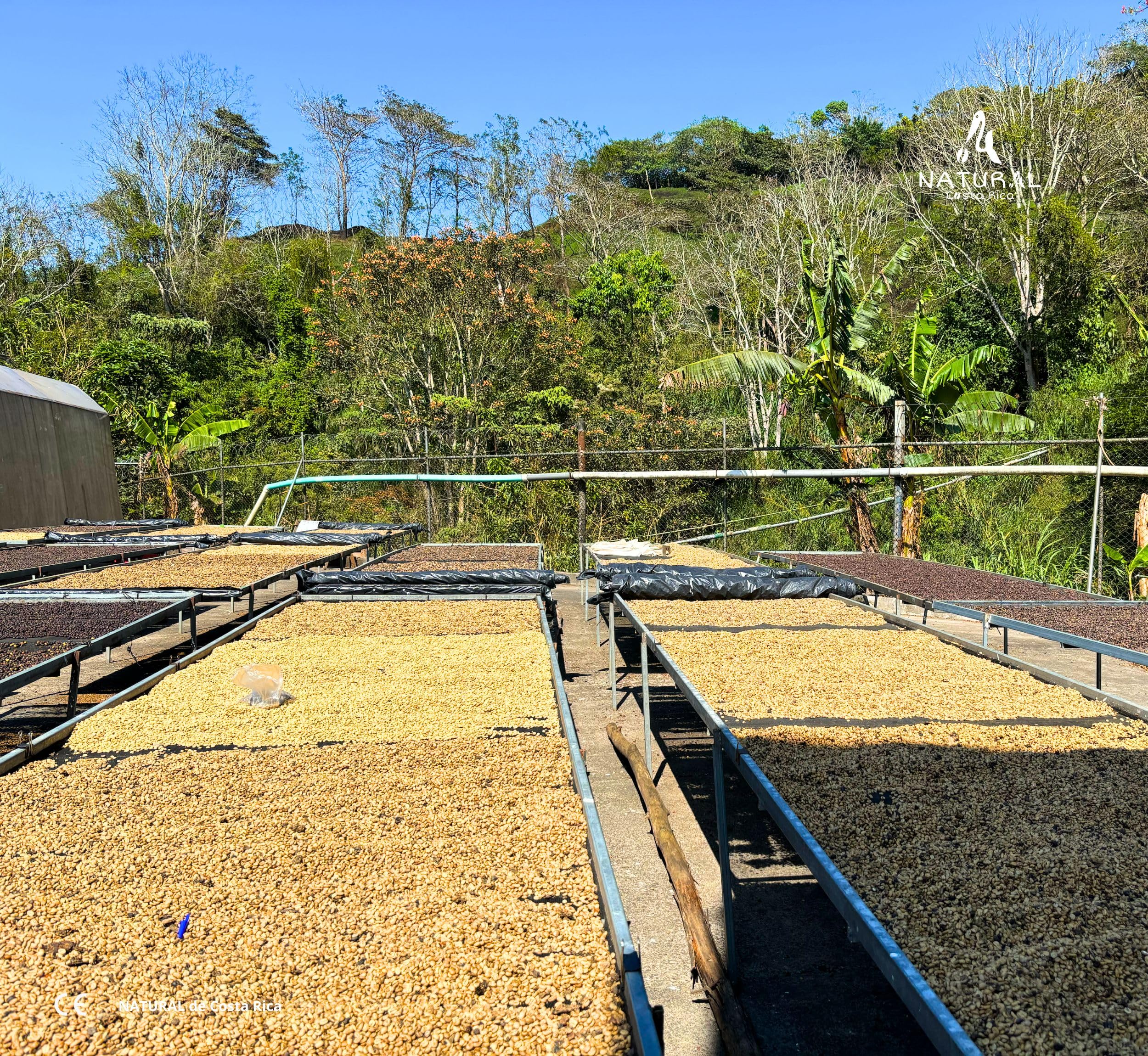 NATURAL de Costa Rica | Café en Grano Natural Premium Sin Tostar | Café de Especialidad 100% Arábica Gourmet Variedad VILLA-SARCHI | Kit Café Regalo 1kg