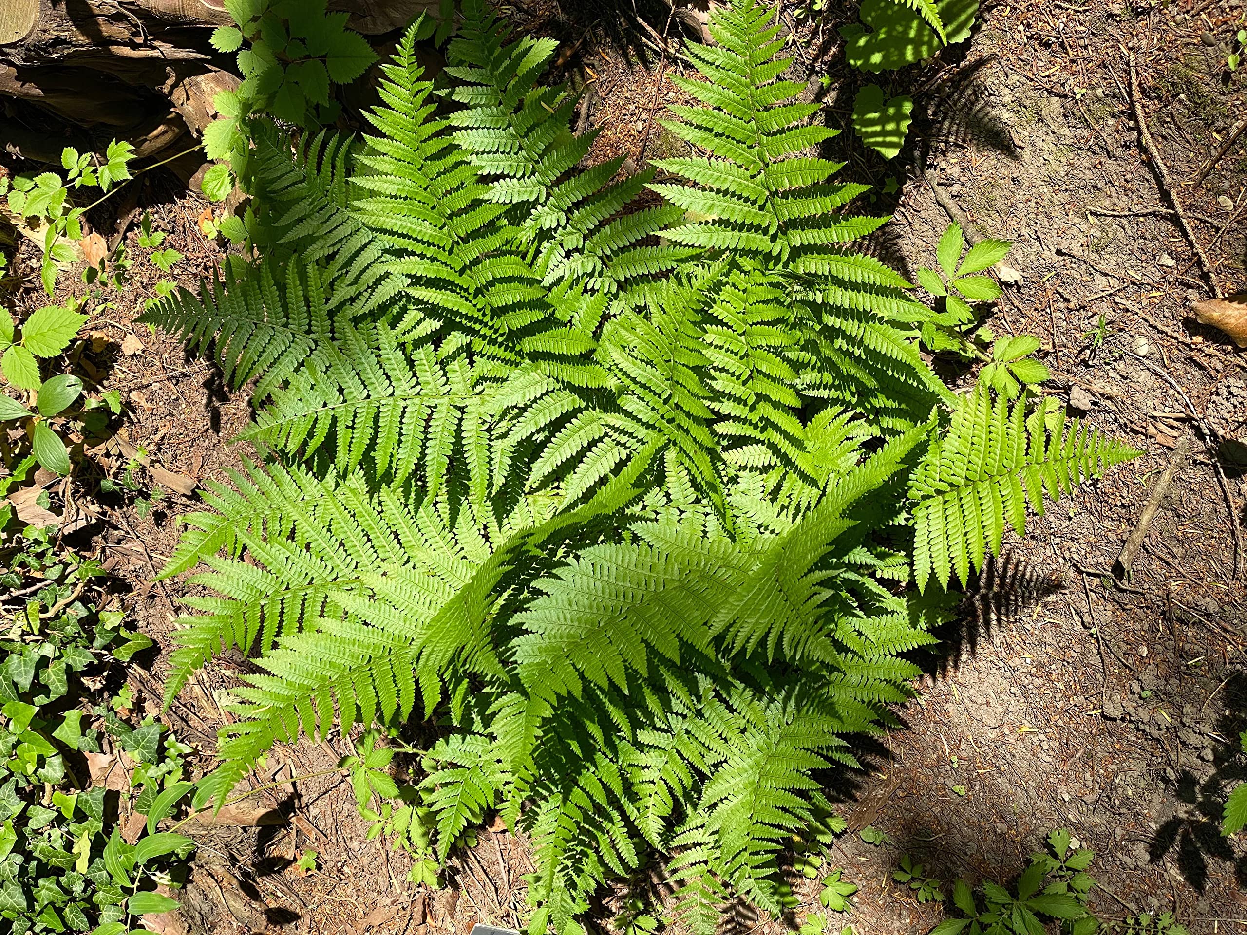Stauden Gänge 3 x Dryopteris affinis im 1 Liter Topf (Farn/Winterhart/Mehrjährig/Staude/Immergrün) Heimischer Goldschuppenfarn - Struktur und Anmut für schattige Beete