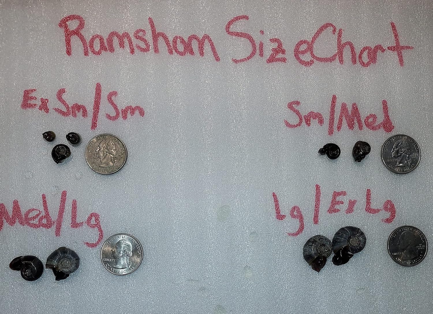 Feeder Mix of 50+ Water Daphnia and 30 Ex Sm/Sm Snail Mix-Great Feeder for Your Freshwater Life and AXOLOTS OR Cleaner for Your Tank-Please See Our Shipping/Return POLICLY