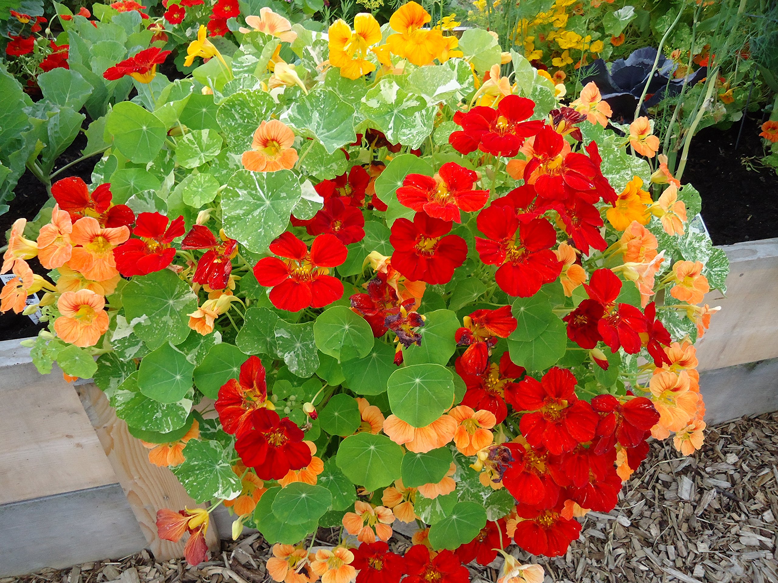 See full amazon price history chart for Creative Farmer Flower Seeds : Nasturtiums In Baskets Seeds For Basket - Garden Flower Seeds Pack Creative Farmer Flower Seeds : Nasturtiums In Baskets Seeds For Basket - Garden Flower Seeds Pack (B074RJ111N) Amazon Price History, Amazon Price Tracker