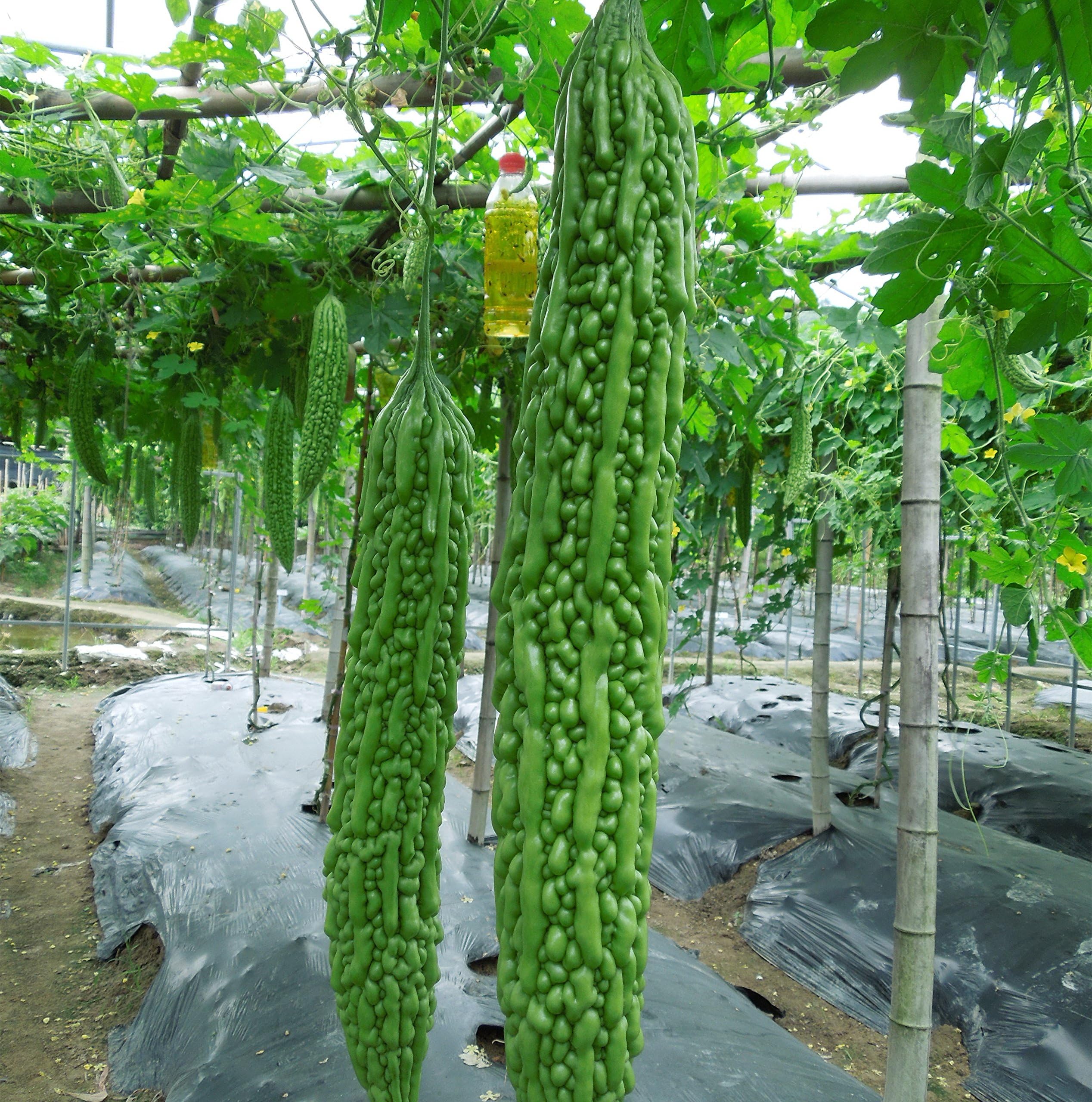 Futaba Chinese Bitter Gourd Cucurbitaceous an Annual Climbing Herbs 50 Seeds