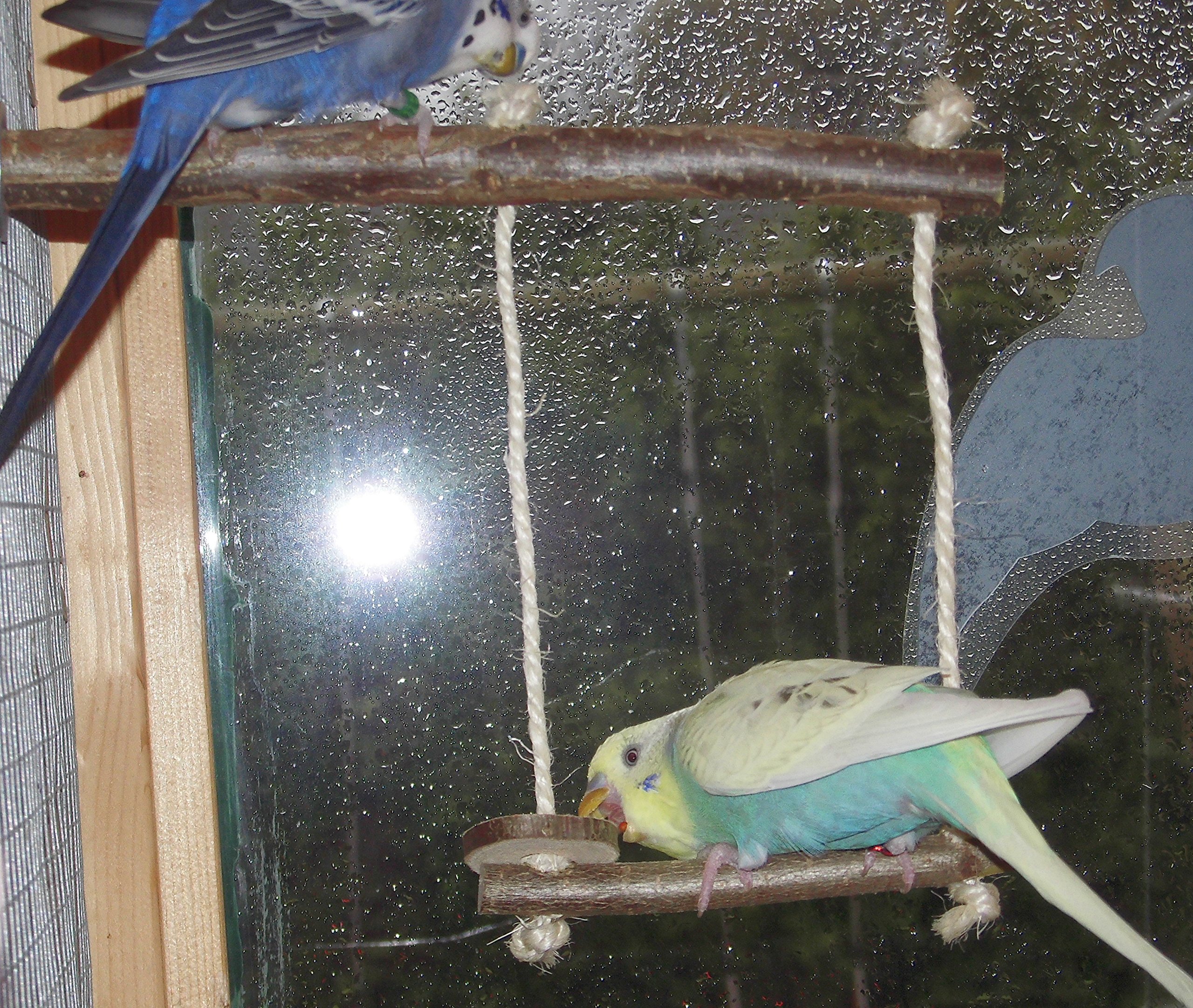 Vogelschaukel Aus Seegras & Holz - Spielzeug Für Wellensittiche & Nymphensittiche