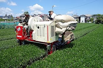 【狭山茶】茶畑直販☆煎茶１袋(令6年産)2.5kg一番茶☆深蒸し緑茶日本茶無添加 新茶】狭山茶☆茶畑直販 煎茶2袋(令7年産)一番茶100%深蒸し緑茶