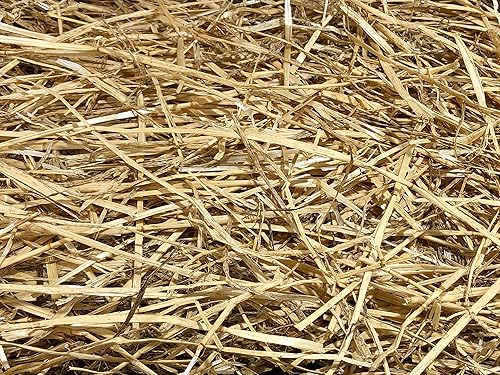 AA Plus Shop Hierba de paja de trigo 100% natural, ropa de cama de animales y paja de trigo de granja (4 libras)