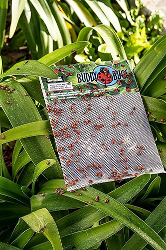 Miniatura 4 de 1500 Mariquitas vivas prealimentadas para el control de pulgones  Hippodamia Convergens  Entrega en vivo garantizada