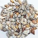 PEPPERLONELY Brown Chulla Strombus Conch Sea Shells, 8 OZ Approx. 100+PC Shells, 1-1/4 Inch ~ 2 Inch