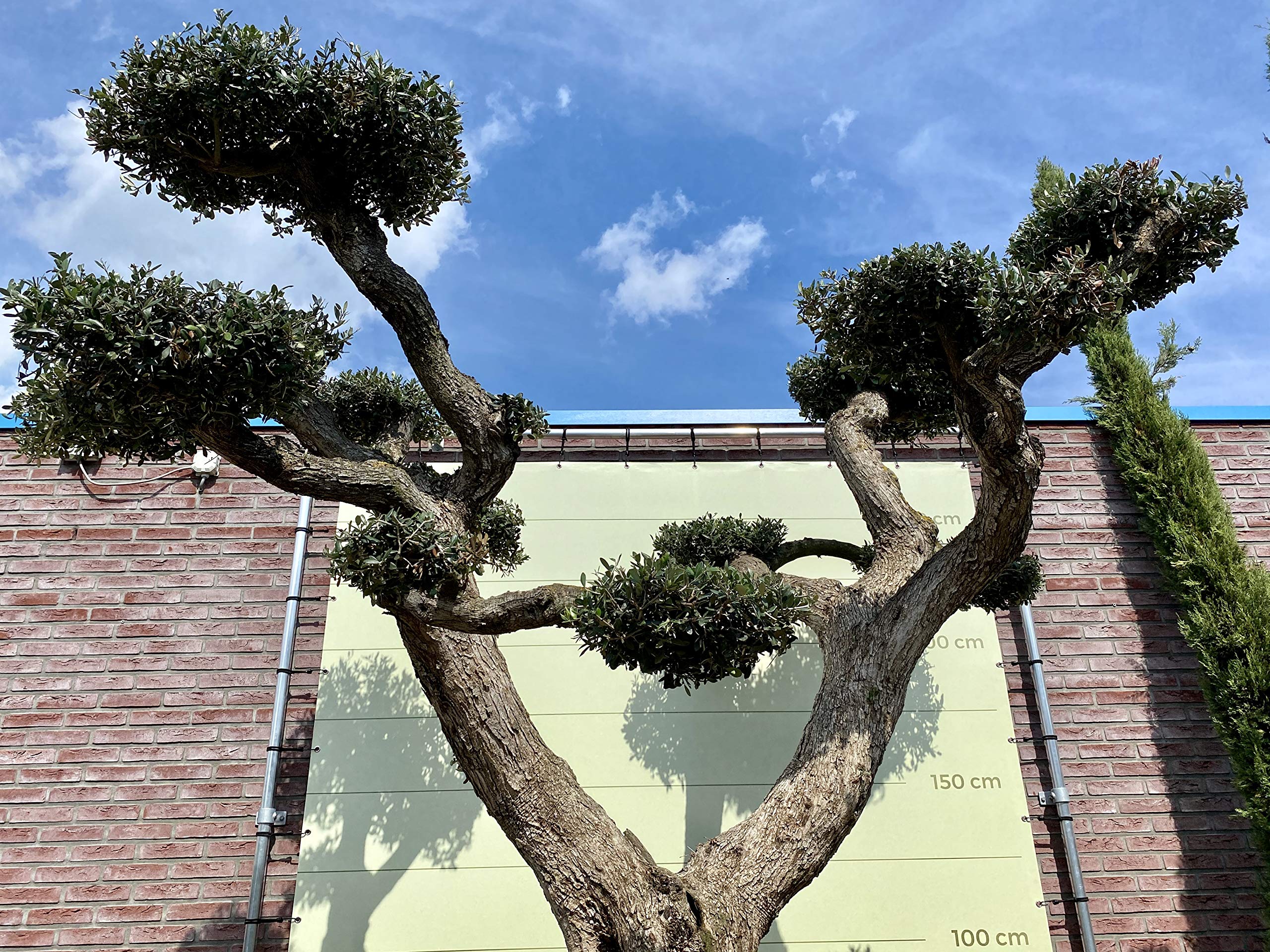 Tropictrees Olivier Pon Pon - XXXL - Dans un seau en bois - Hauteur 270 cm - A+
