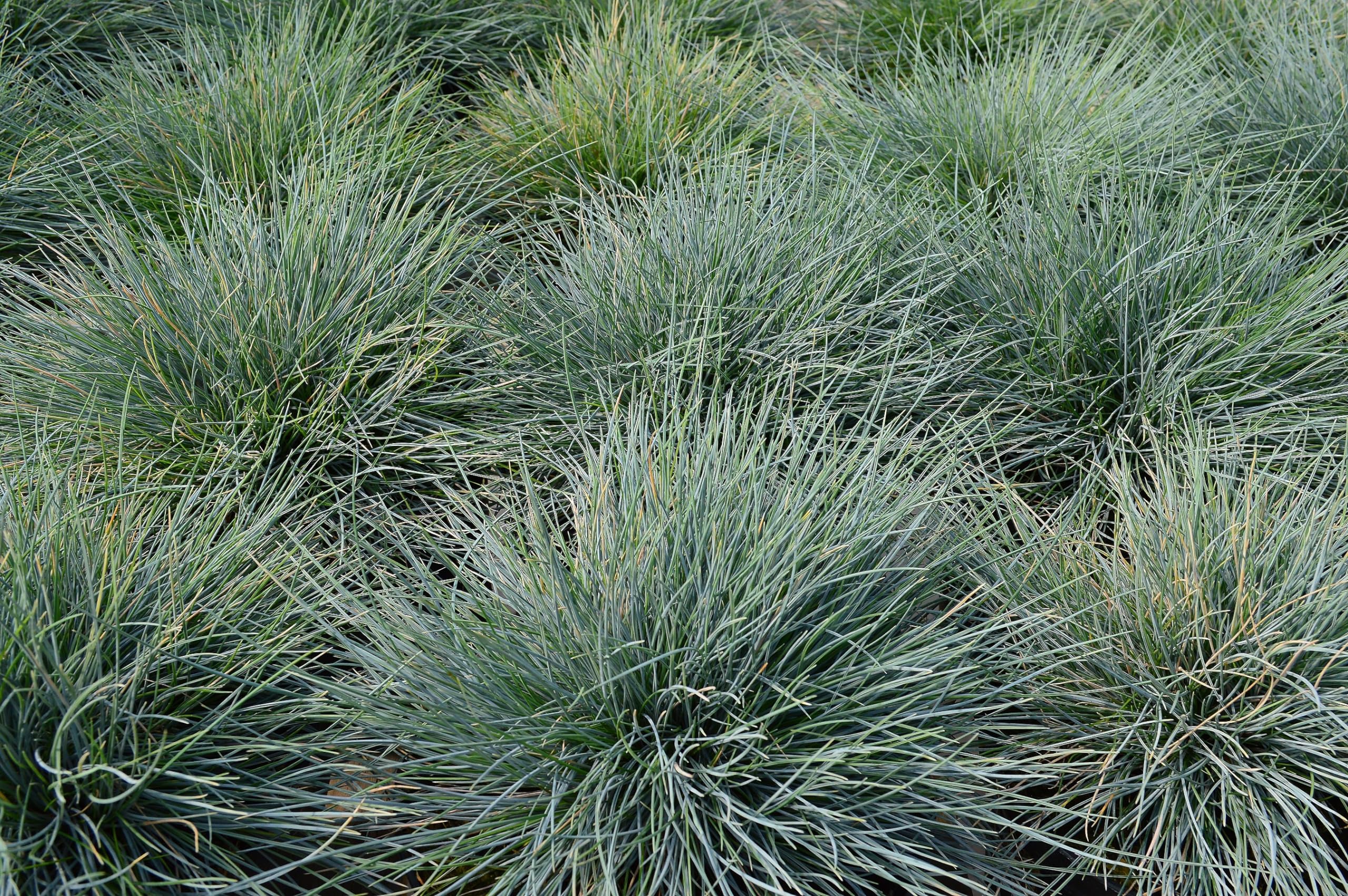 Stauden Gänge 10 x Festuca glauca 'Elijah Blue' Blauschwingel winterhart