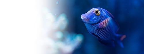 Calm Sea Life - Vídeos de Aquário e Relaxamento Subaquático