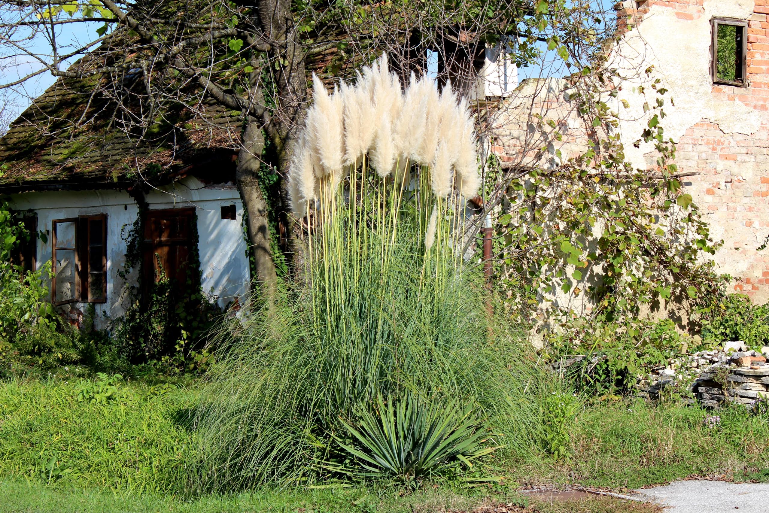 Stauden Gänge 10 x Cortaderia selloana 'Evita' Weißes Pampasgras winterhart