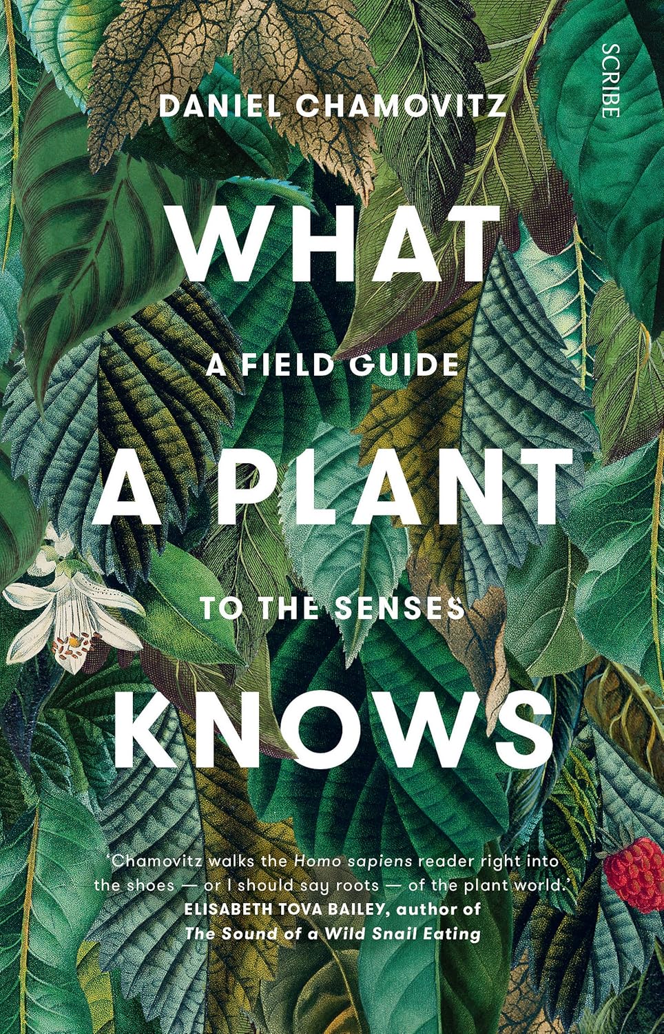 What a Plant Knows: a field guide to the senses