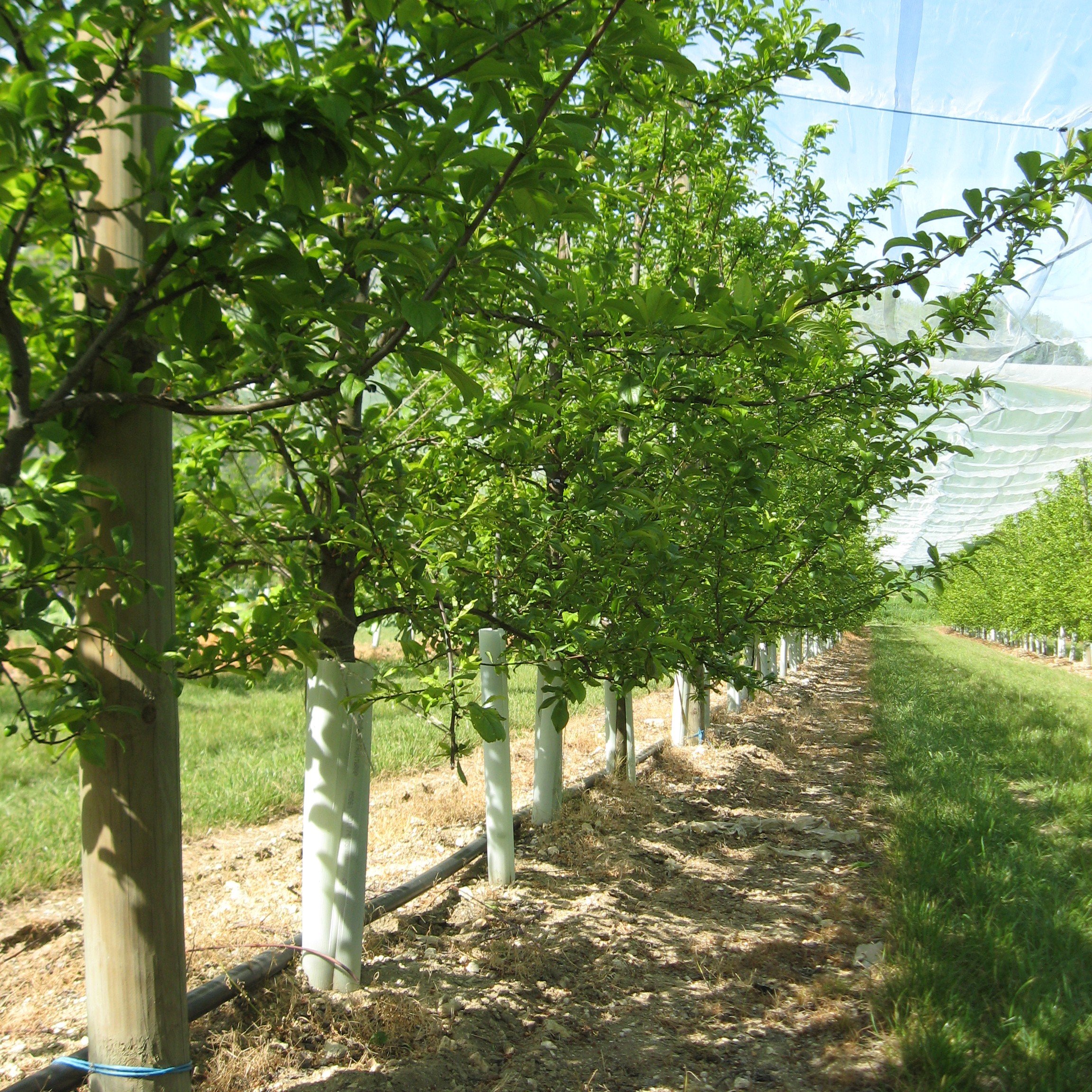 Tubex Fruitwrap osłona na drzewo owocowe, osłona na porost i ochrona przed ugryzieniami specjalnie do drzew owocowych, wysokość 75 cm. Ø 65-80 mm, jasnozielona (20)