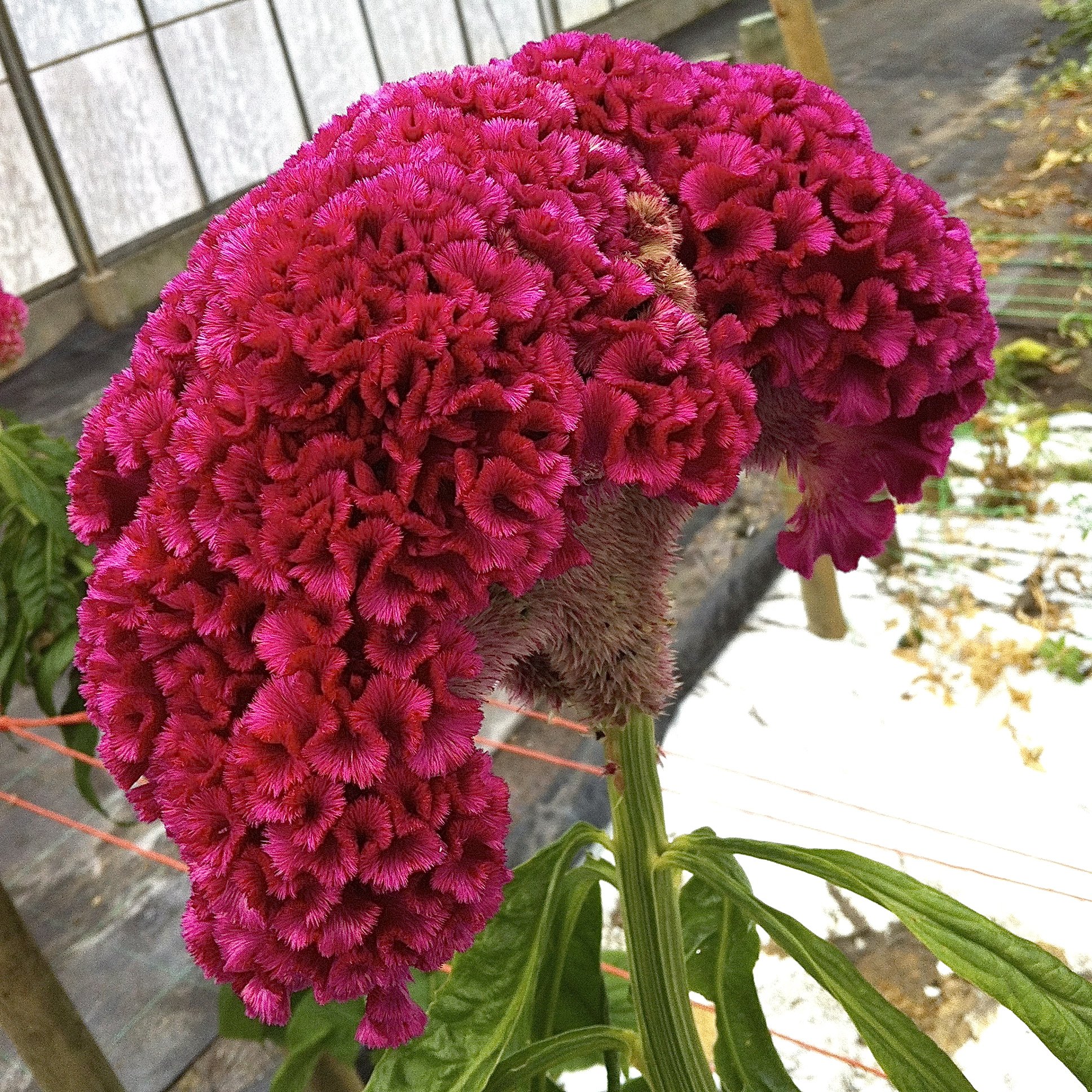 Biocarve Seeds Celosia Cristata Cocks Comb Mix- Pack Of 100 Seeds (B01ASWQYRW) Amazon Price History, Amazon Price Tracker