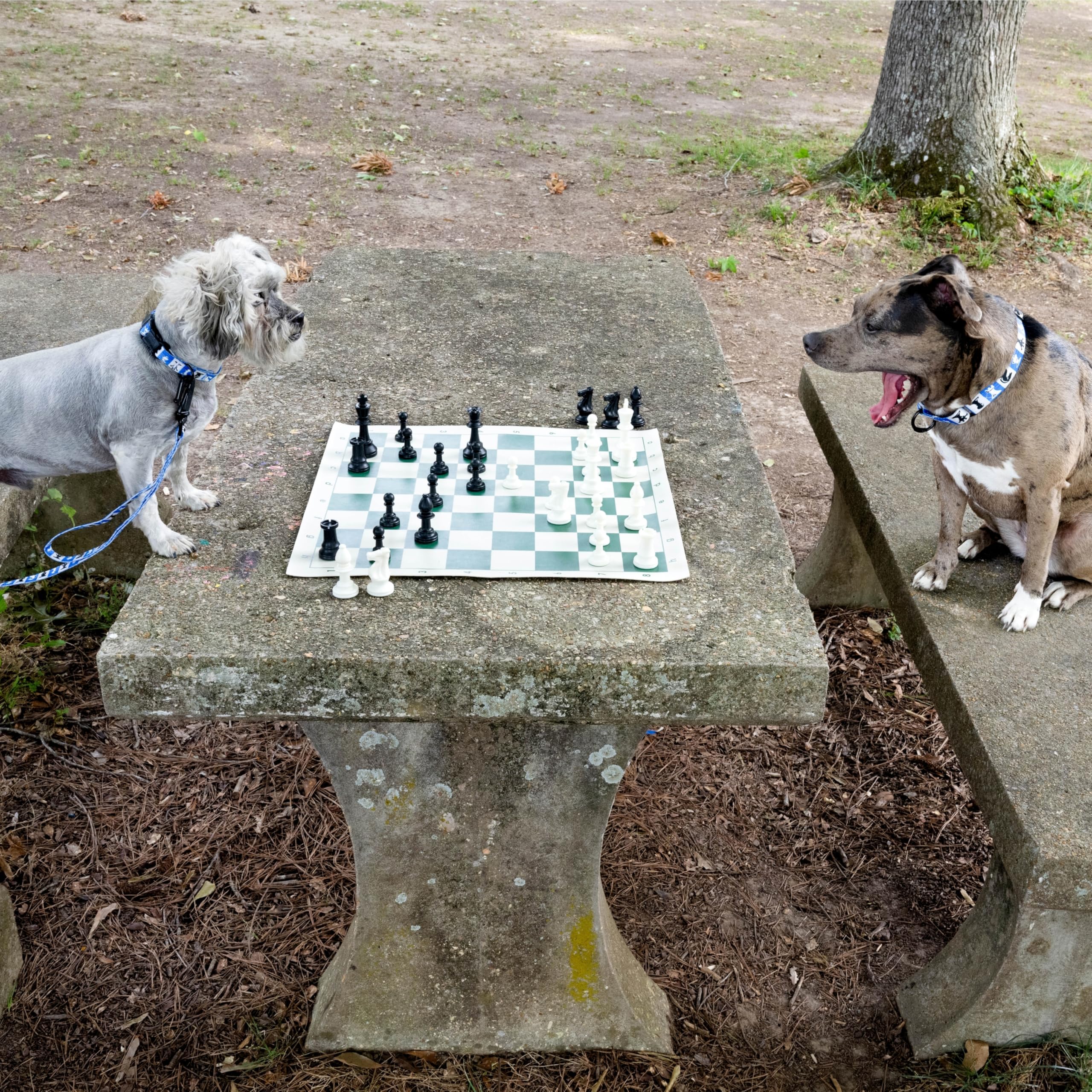 Country Brook Petz - Collare per cani Deluxe Chess Pieces - Made in USA - Collezione Geek Chic con motivi per ogni grande fan (1,27 cm, XS