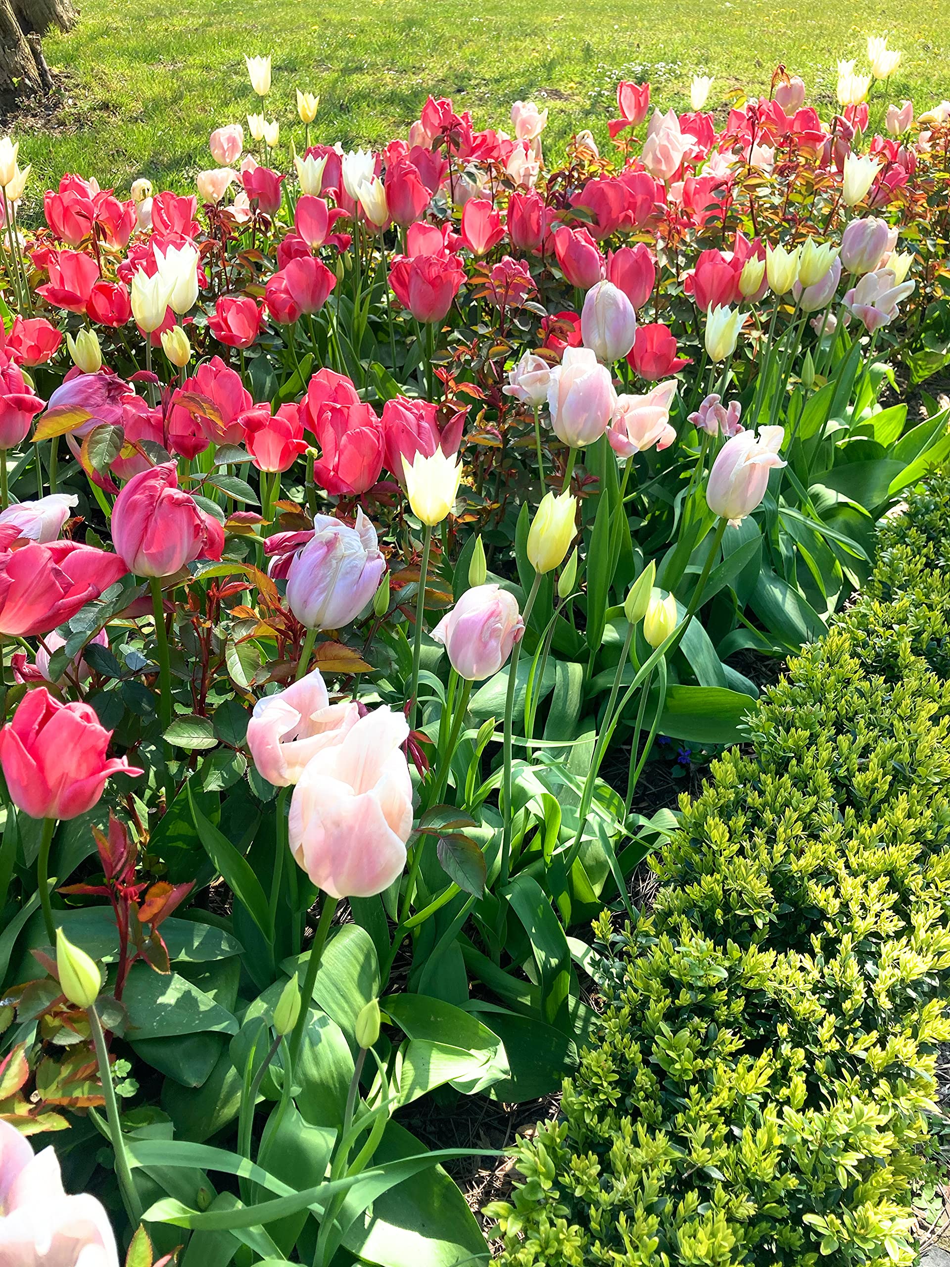 30 Bulbs of Tulip (Mixed Varieties) Includes Postage