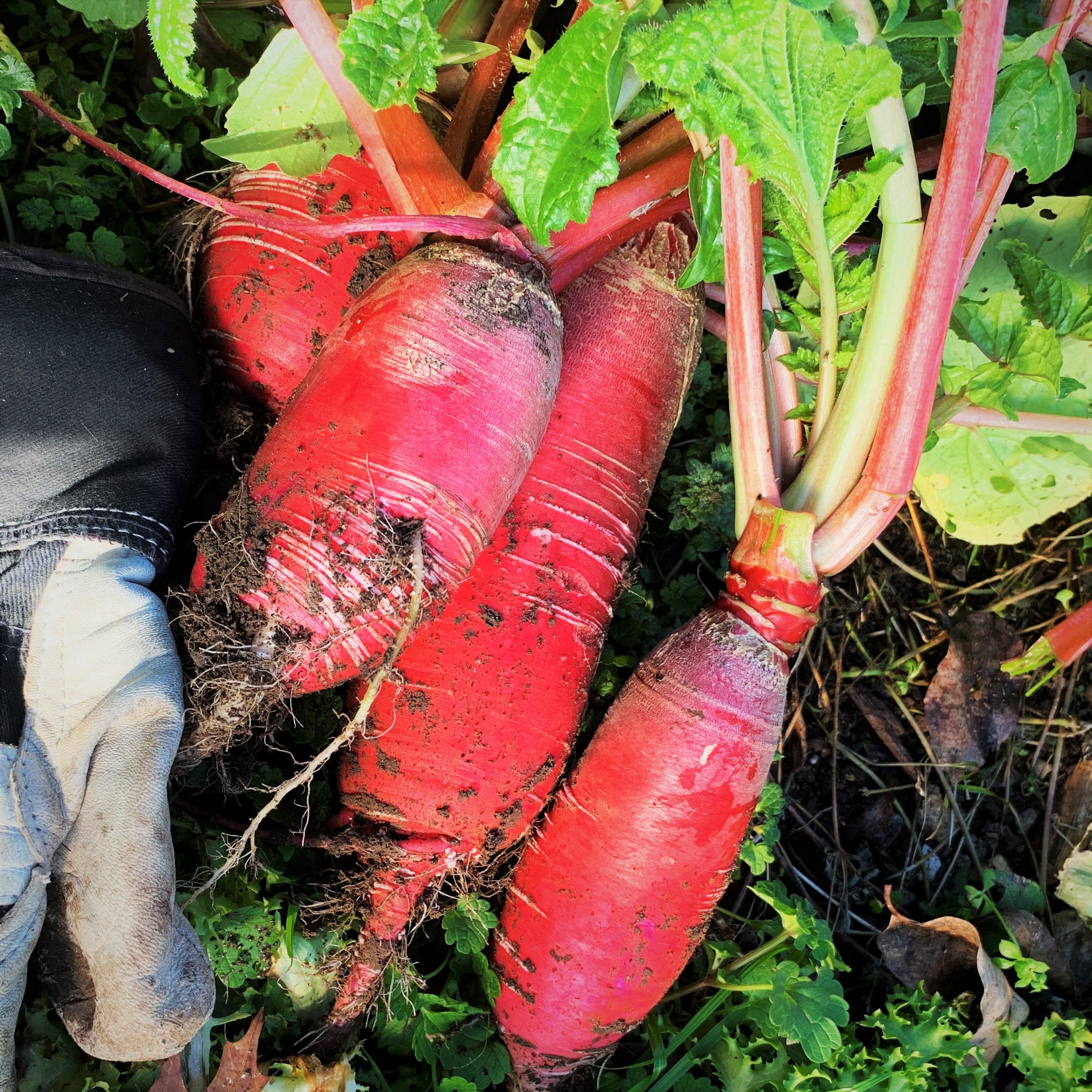 Amazon.com : TomorrowSeeds - China Rose Radish Seeds - 600+ Count