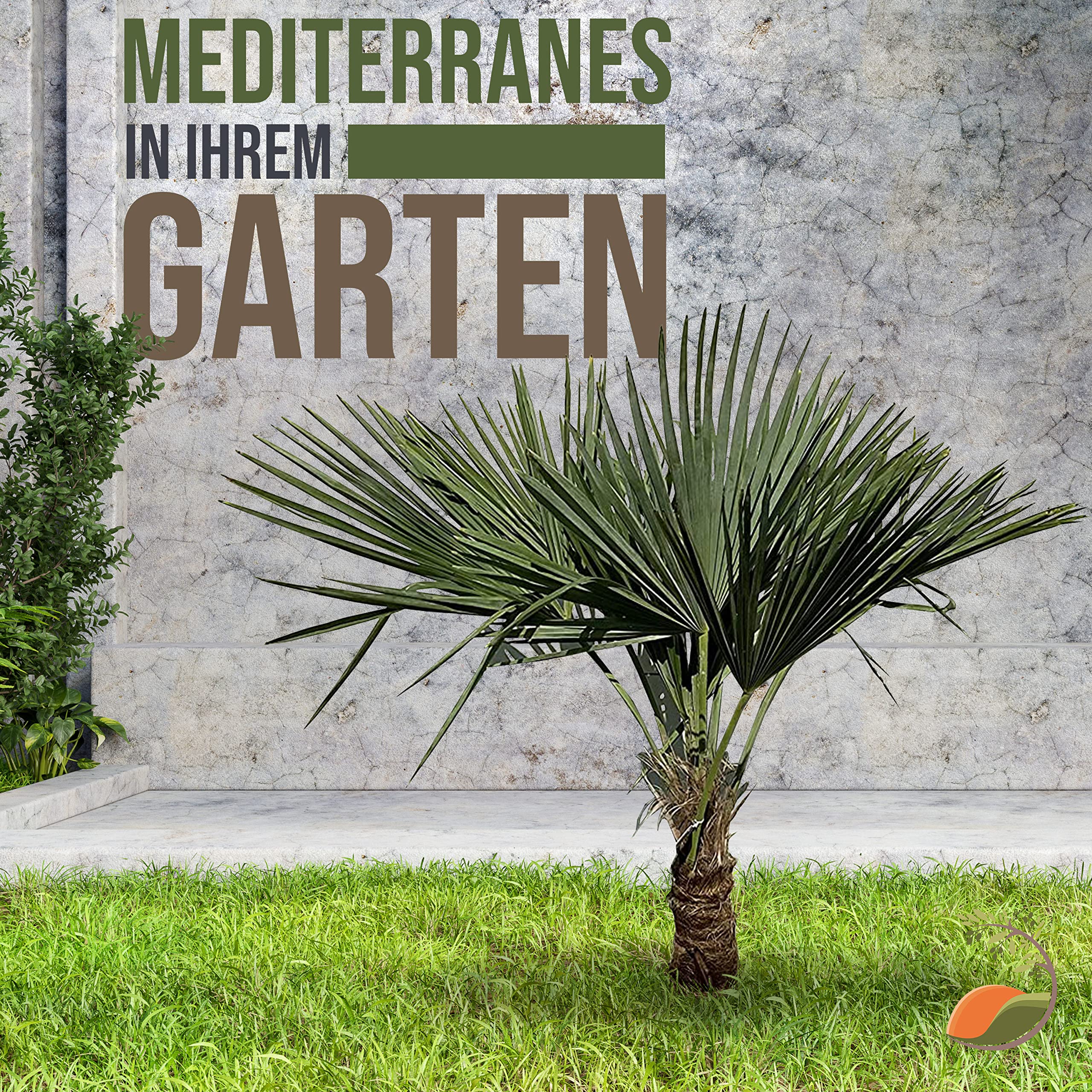 Tropictrees Trachycarpus Fortunei Hanfpalme winterschutz mit einer Stammhöhe von 30-40 cm | Höhe 140 cm | Gelbe und grüne Blätter | Winterschutz Palme für drinnen und draußen