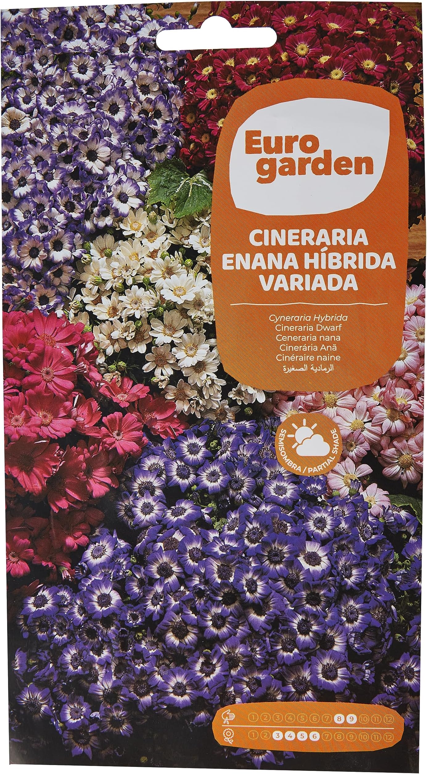Euro Garden Cineraria Hybride