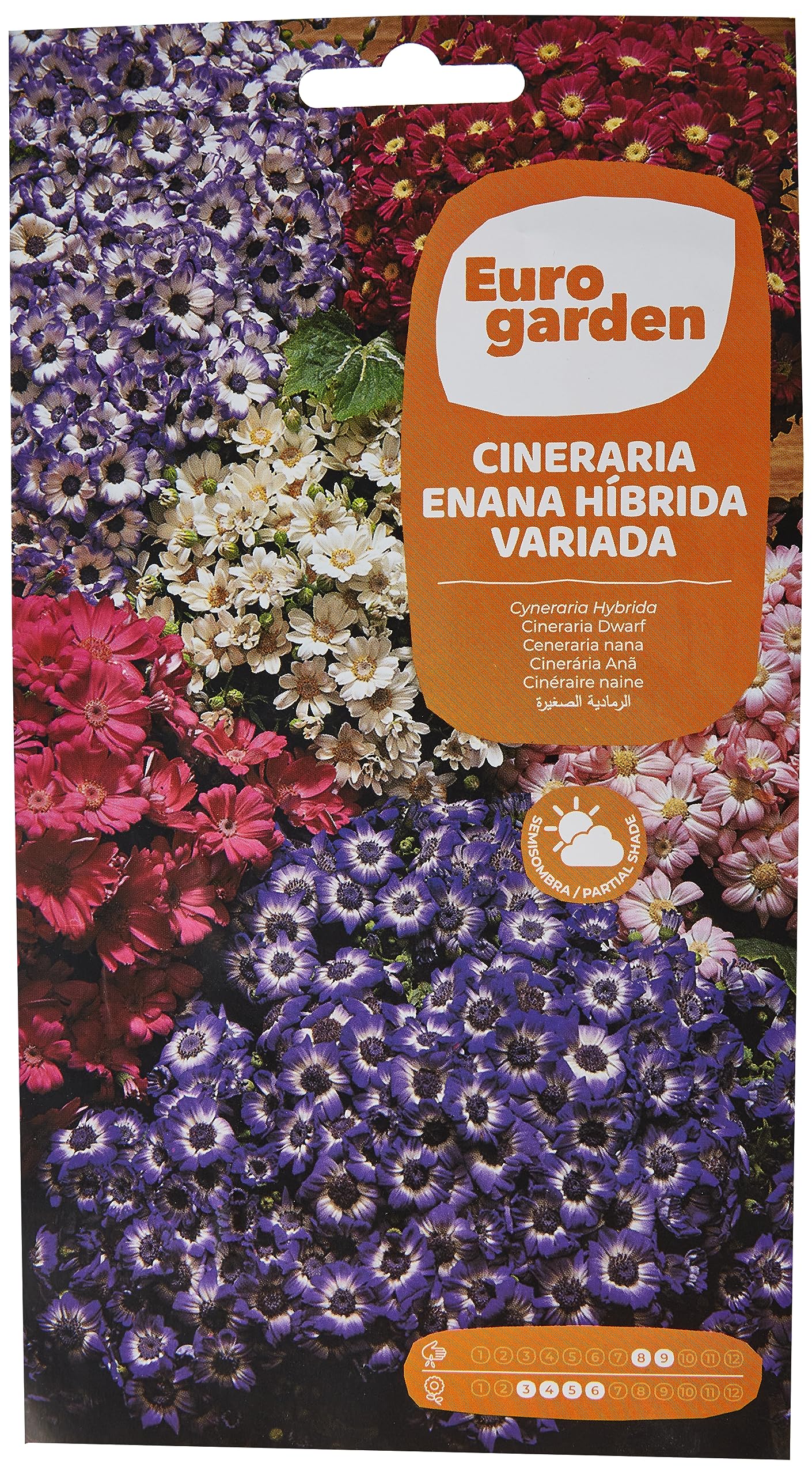 Garden Cineraria Hybride