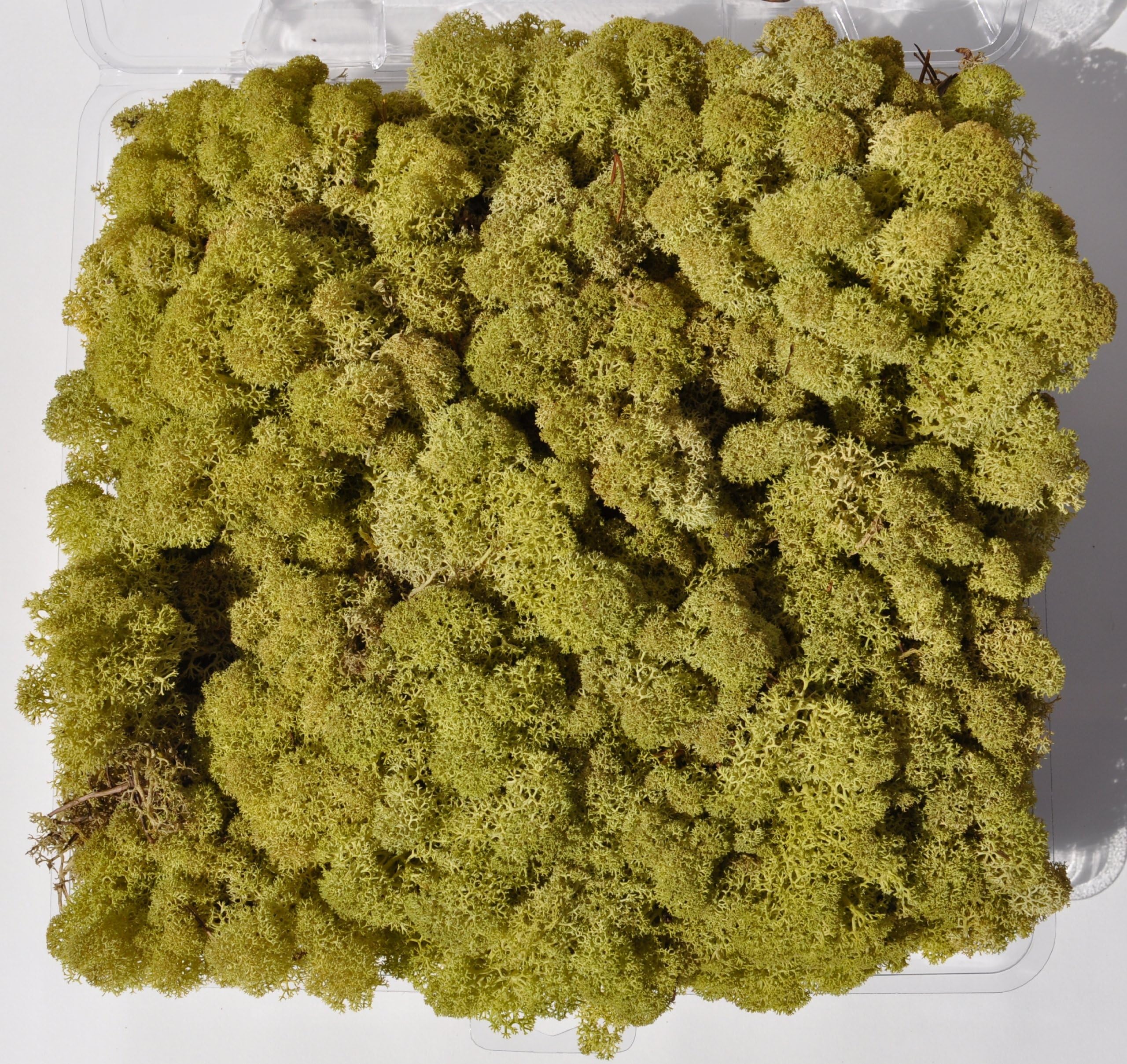 Reindeer Moss, Preserved - Light Green, 20-Ounce (1.25 Pounds) in a Designer Series Clear Case. (Reico Art 108067 - Soft and Colored Reindeer Moss) by Reico Art