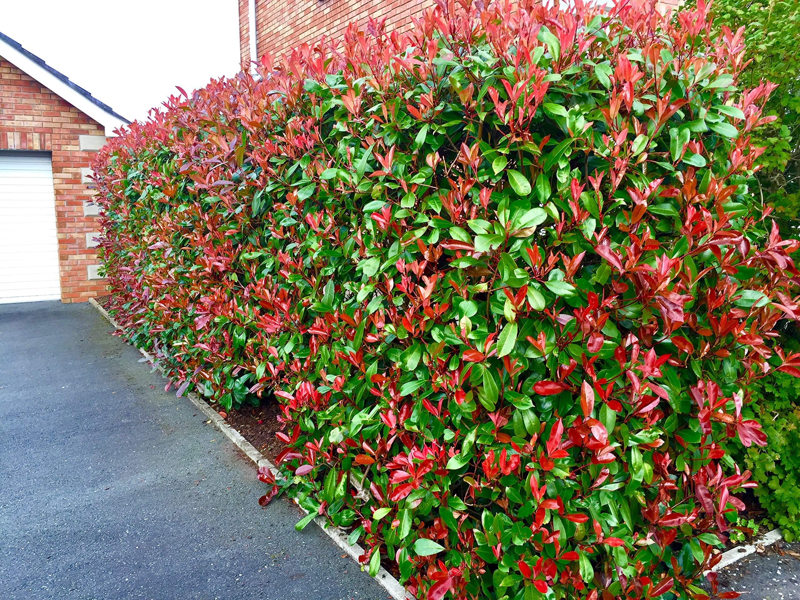 20 Red Robin Hedging Evergreen Photinia Plants Fast Growing Shrubs 25-30cm Potted by Sunnyside Nurseries