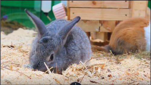bunny screensaver 4k no ads