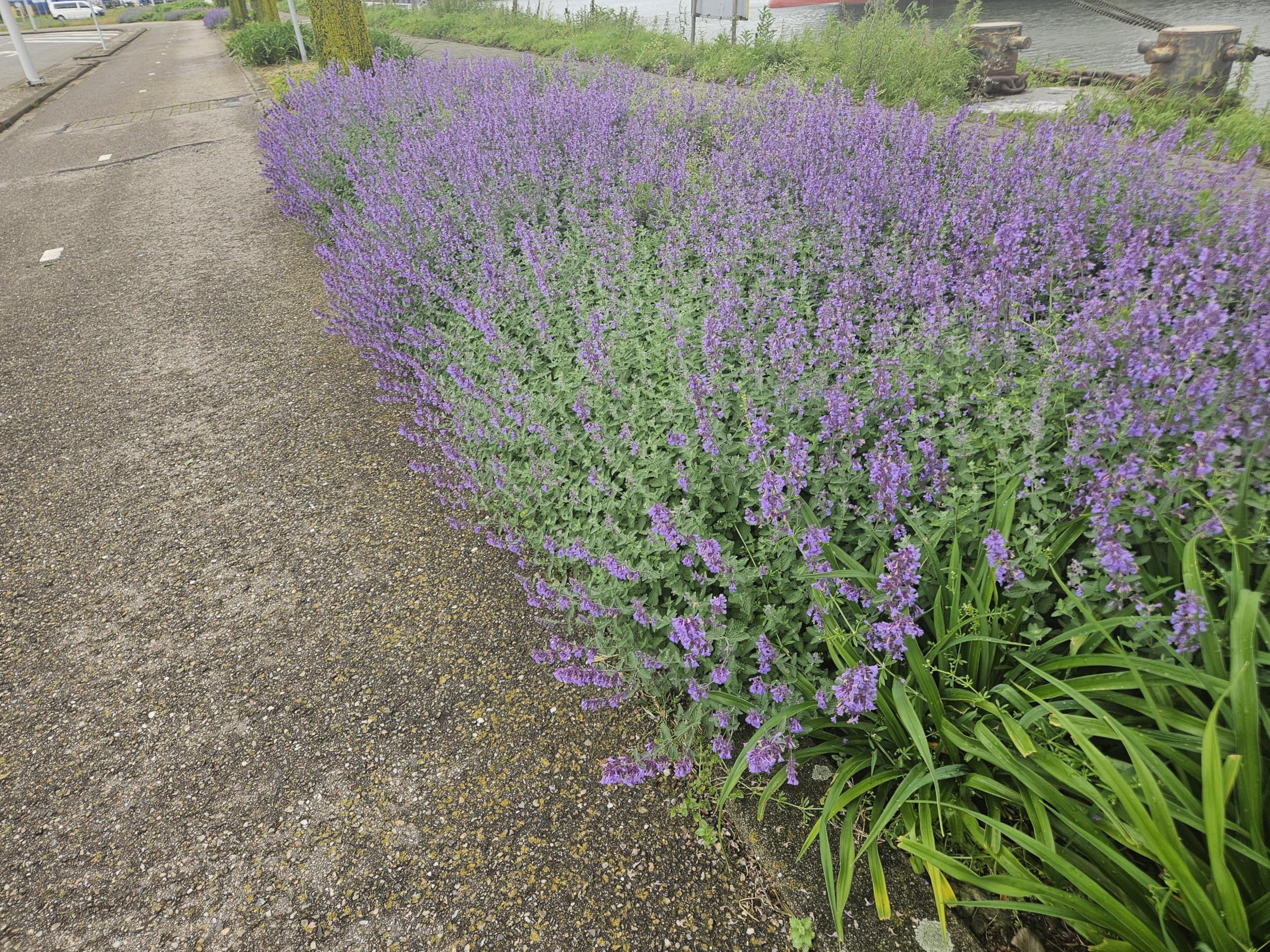 Nepeta 'Walker's Low' | 48 sztuk - 10-25cm - Ø9cm - Roślina ogrodowa