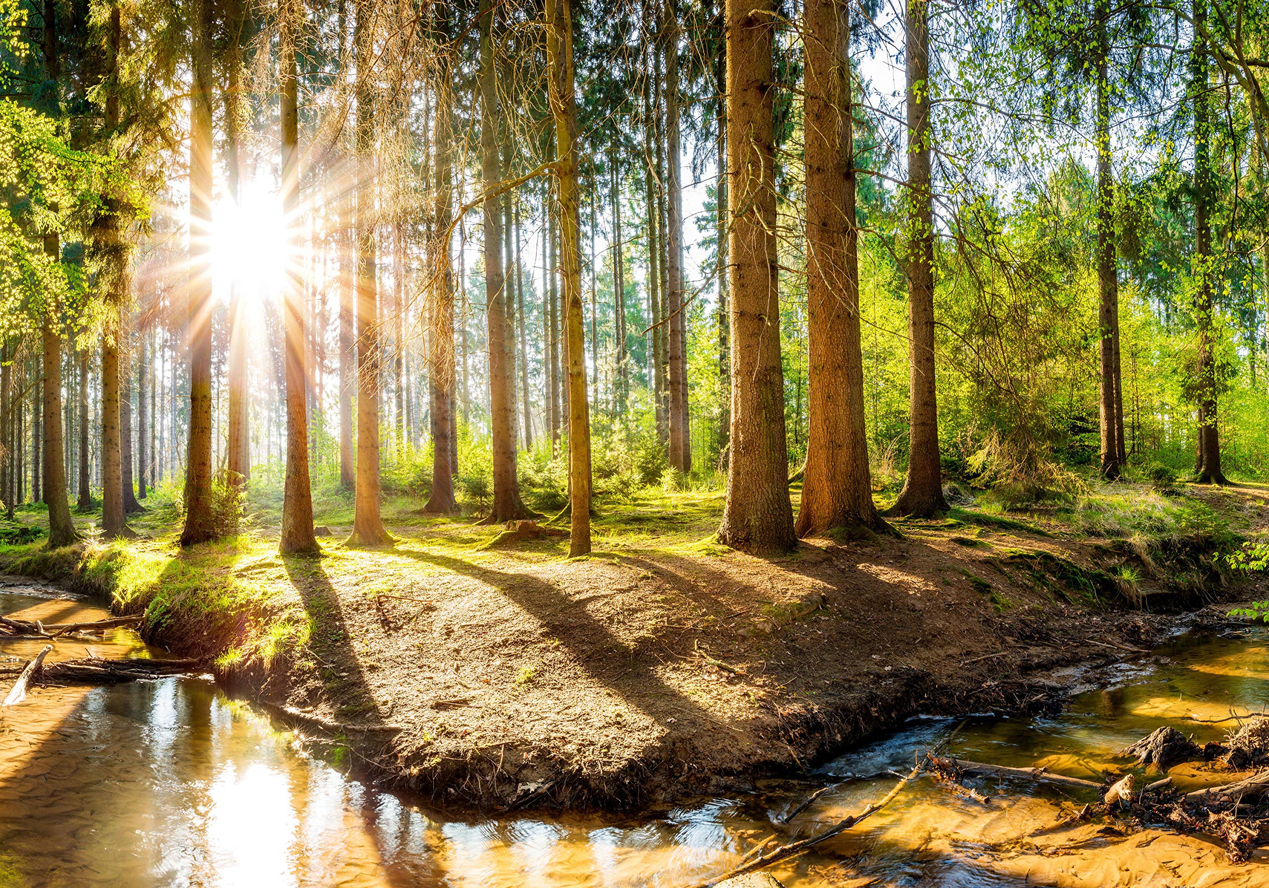 Sunlight In Forest Wallpaper 187,402 Forest Path Sunlight Stock Photos