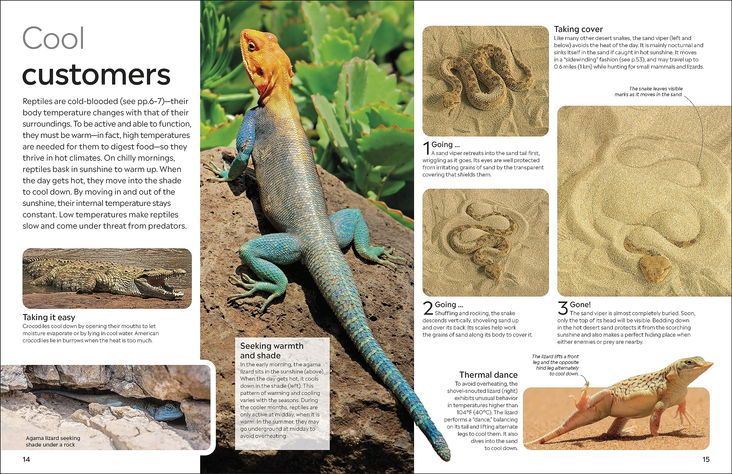 Eyewitness Reptile (DK Eyewitness) - Image 6