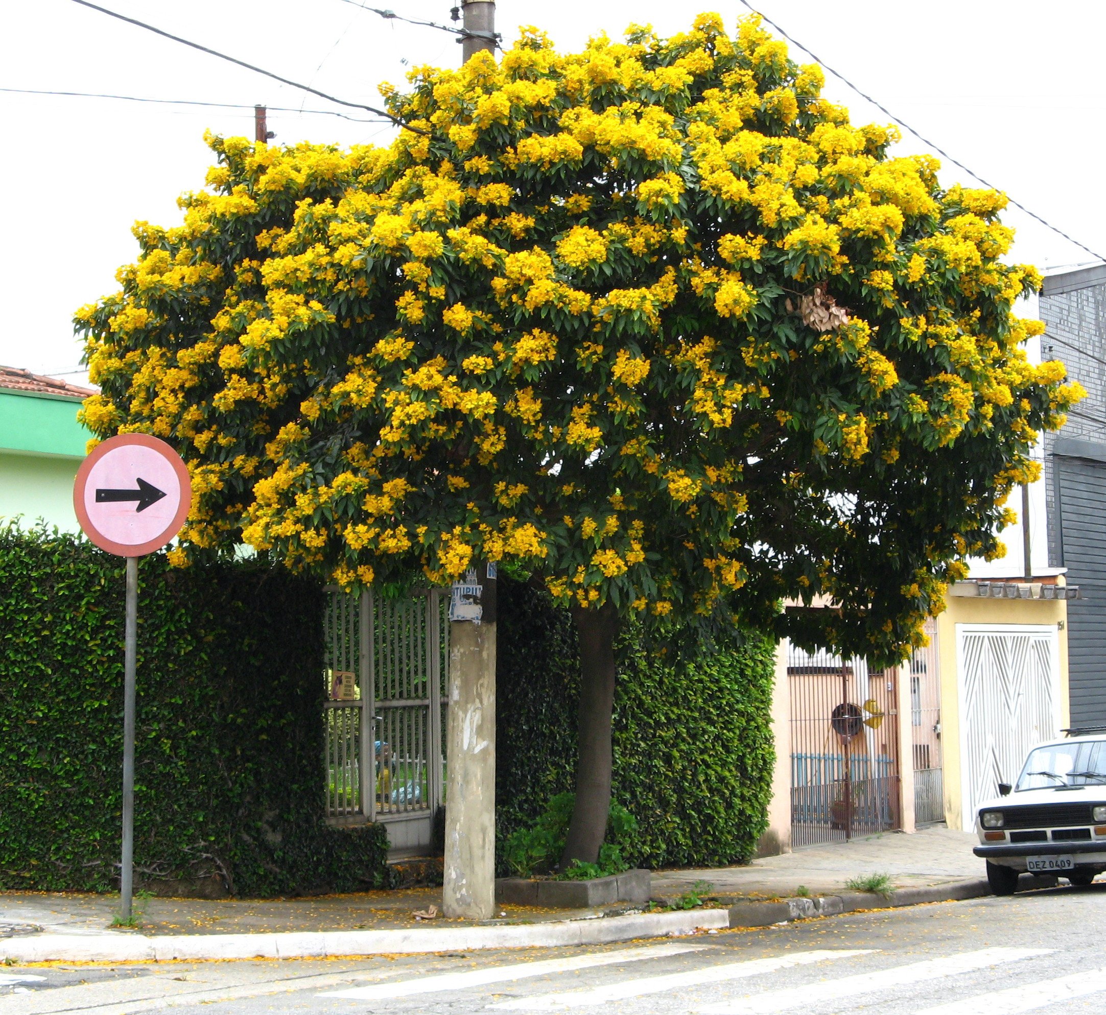 Creative Farmer Ornamental Plant Seeds Saawari Yellow Bells - Yellow Colour Flower Seeds Flowering Plant Seeds For Shade Flowering Plant Seeds Garden Pack (B075PW45JJ) Amazon Price History, Amazon Price Tracker