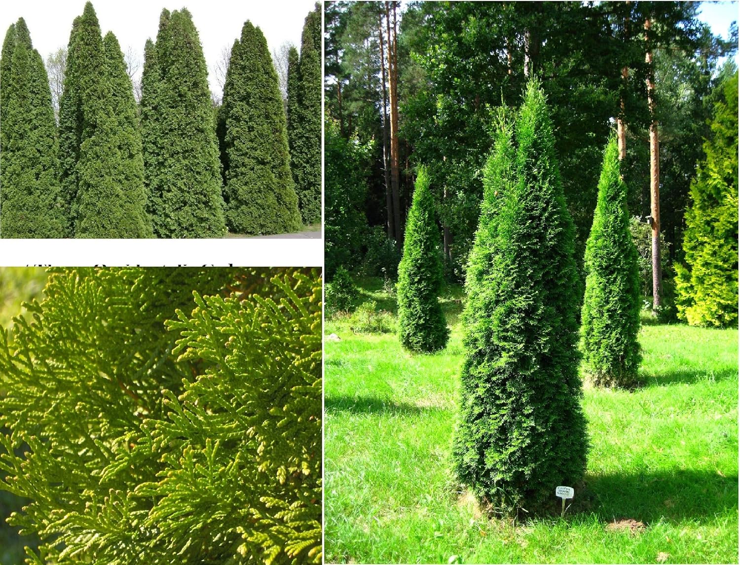 American Arborvitae, White cedar, Thuja occidentalis, Tree