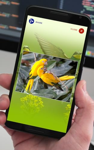Love Birds Wallpapers