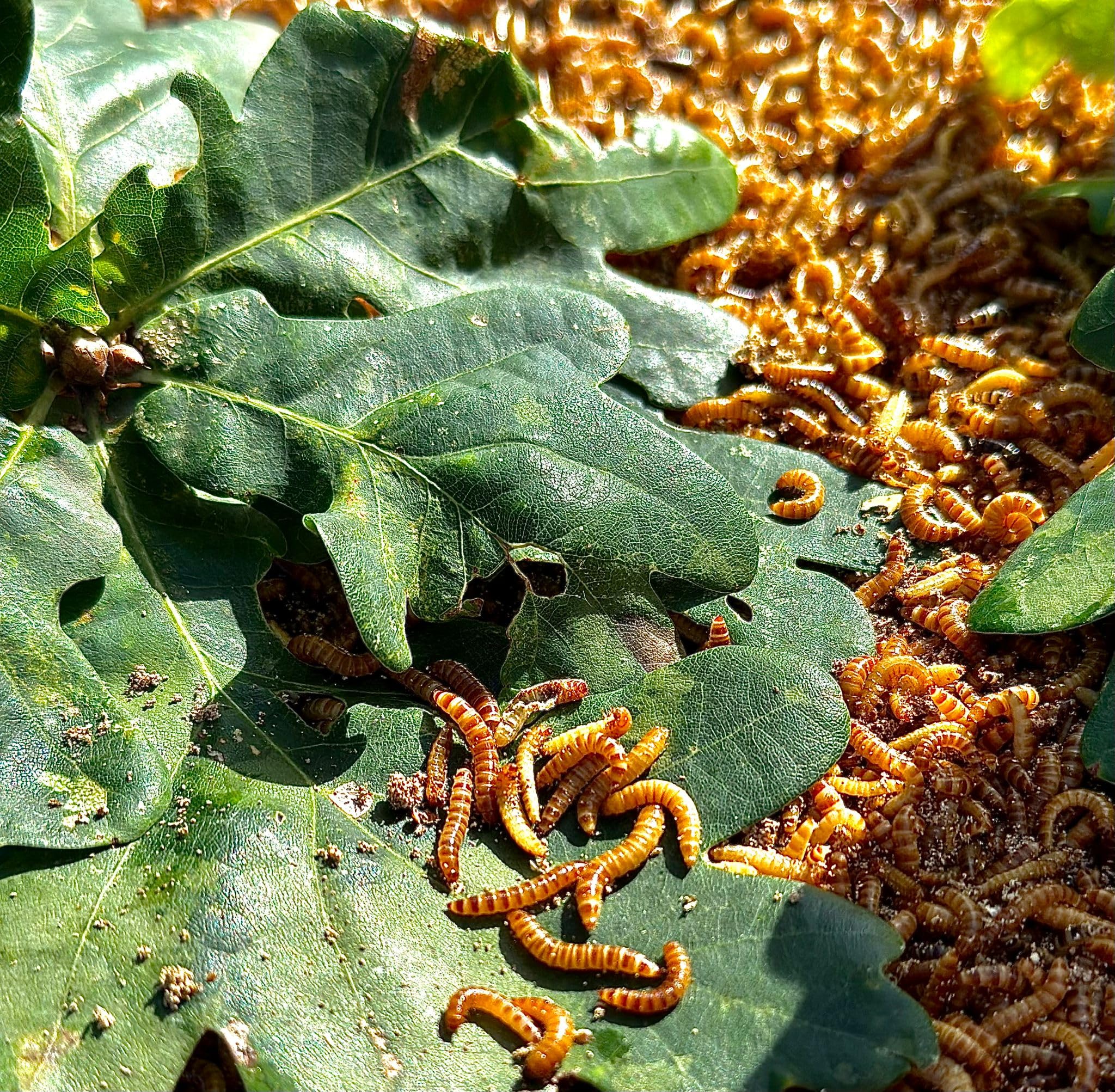 Mehlwürmer lebend 2 kg, Mehlwürmer, Vögel, Vogelfutter, Igel, Igelfutter, Reptilien, Reptilienfutter
